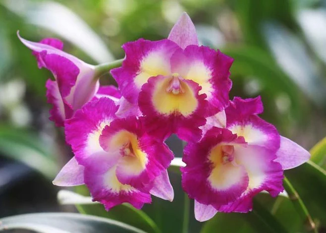 Cattleya Alliance Otaara Hwa Yuan Bay 'She Shu' - Image 2