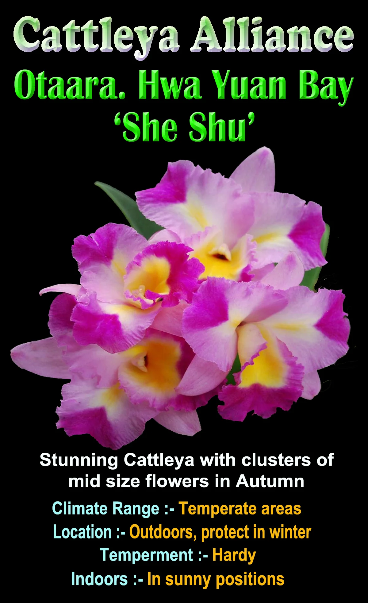 Cattleya Alliance Otaara Hwa Yuan Bay 'She Shu' - Image 3