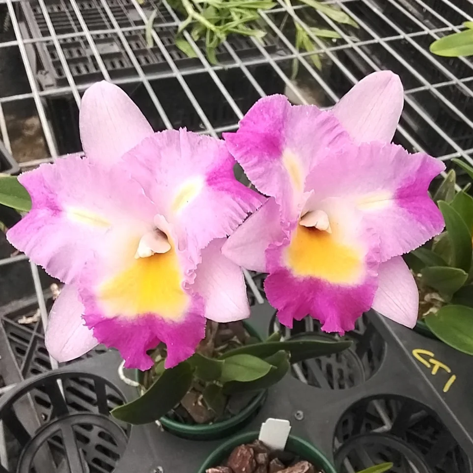 Cattleya Alliance Otaara Hwa Yuan Bay 'She Shu' - Image 4