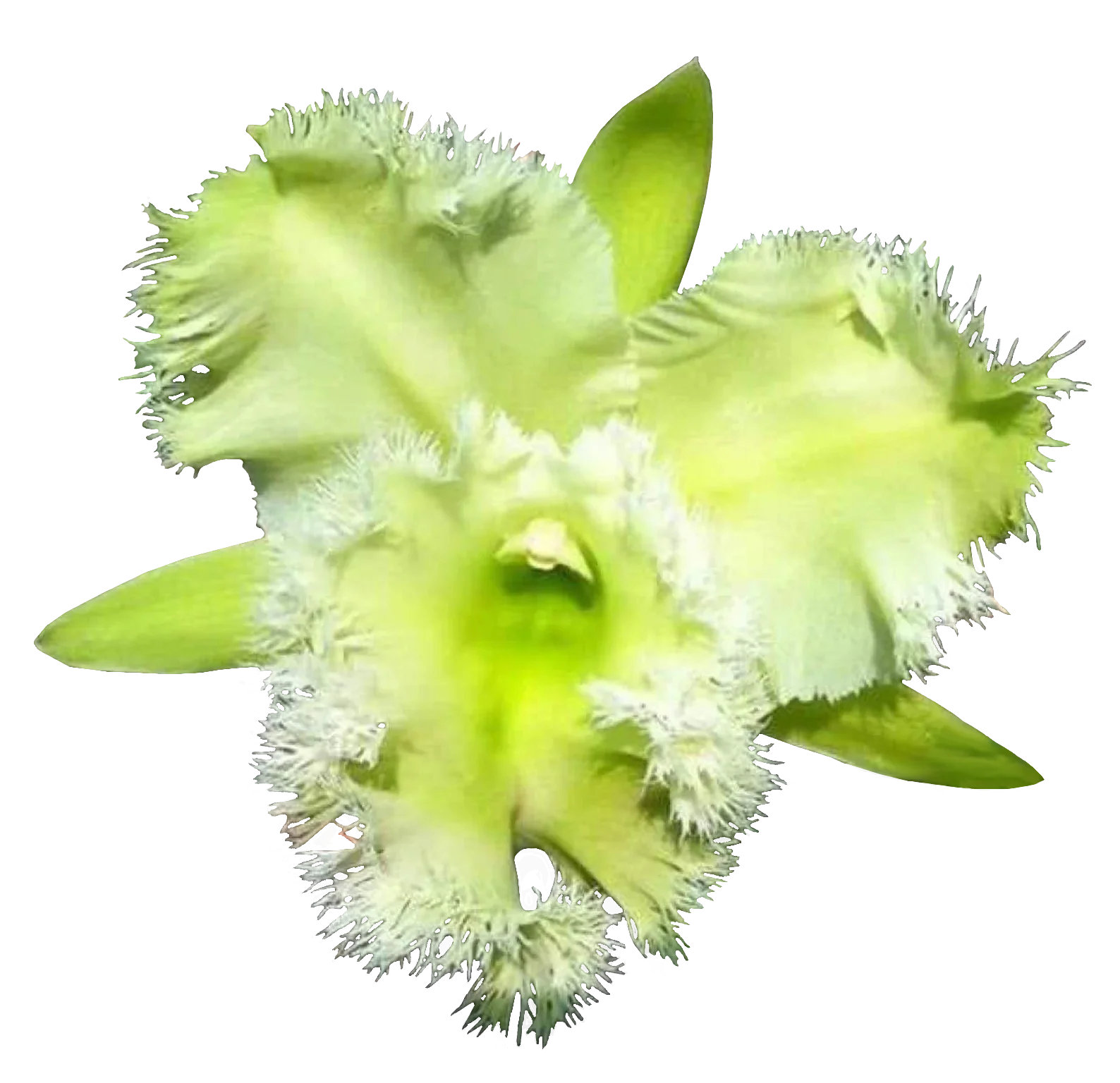 Cattleya Alliance Rlc Golf Green 'Hair Pig'