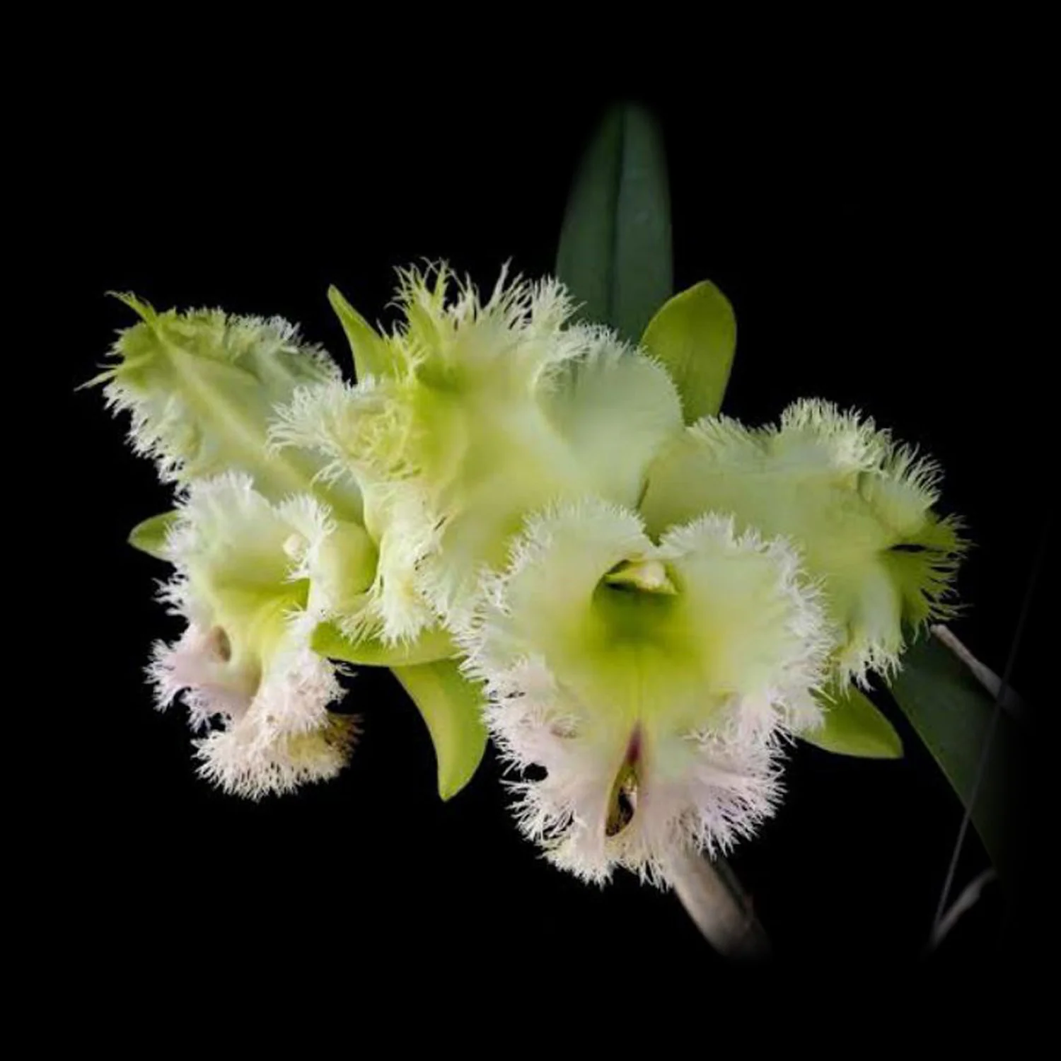 Cattleya Alliance Rlc Golf Green 'Hair Pig' - Image 2