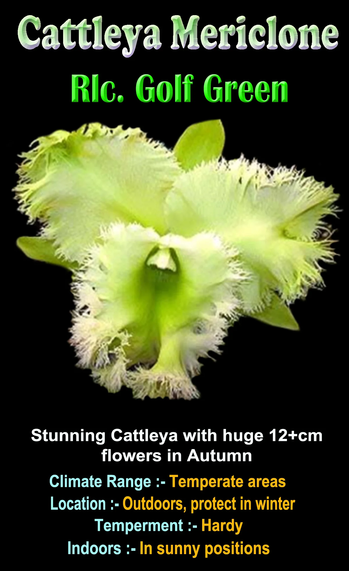 Cattleya Alliance Rlc Golf Green 'Hair Pig' - Image 3