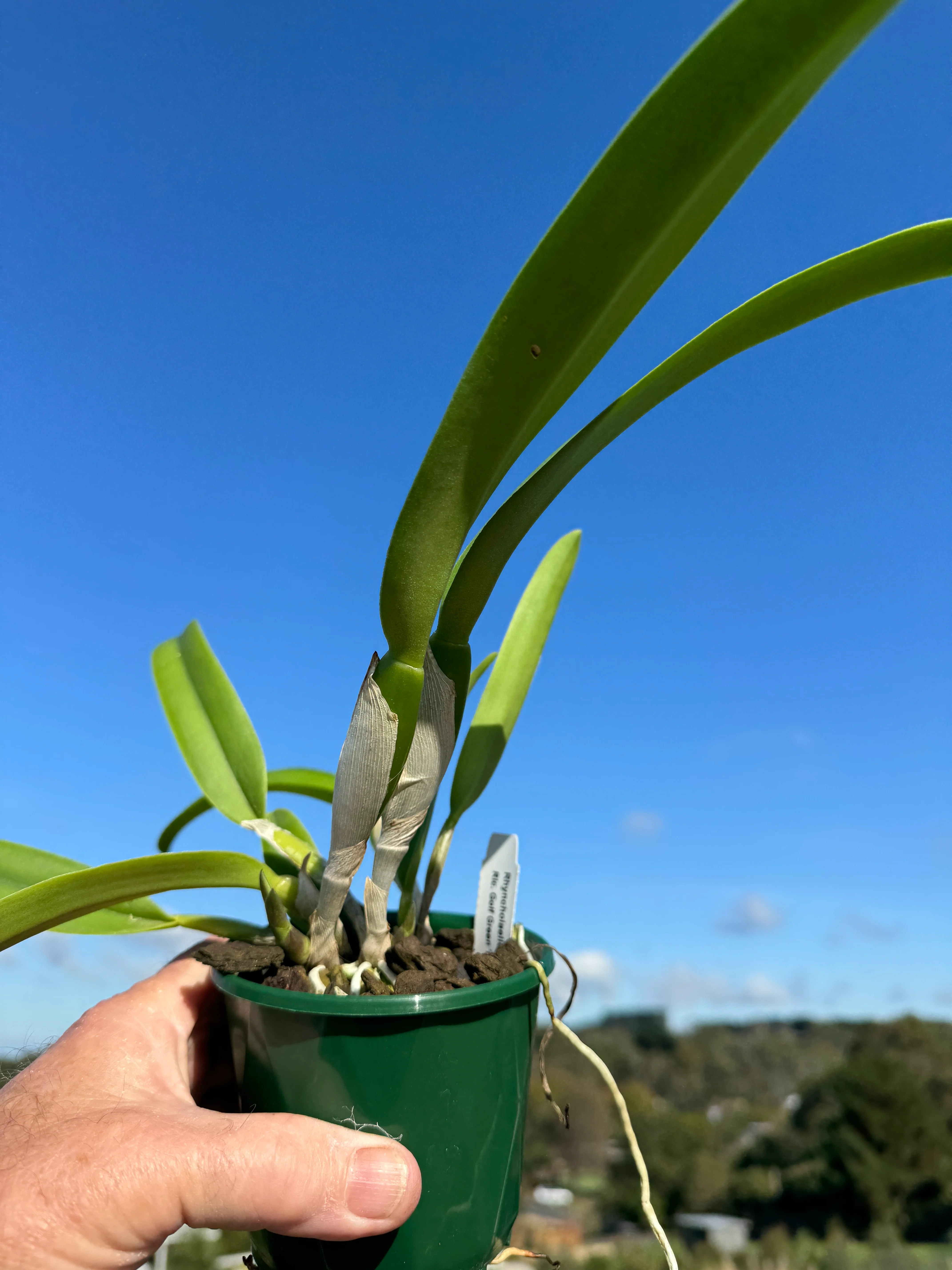 Cattleya Alliance Rlc Golf Green 'Hair Pig' - Image 4