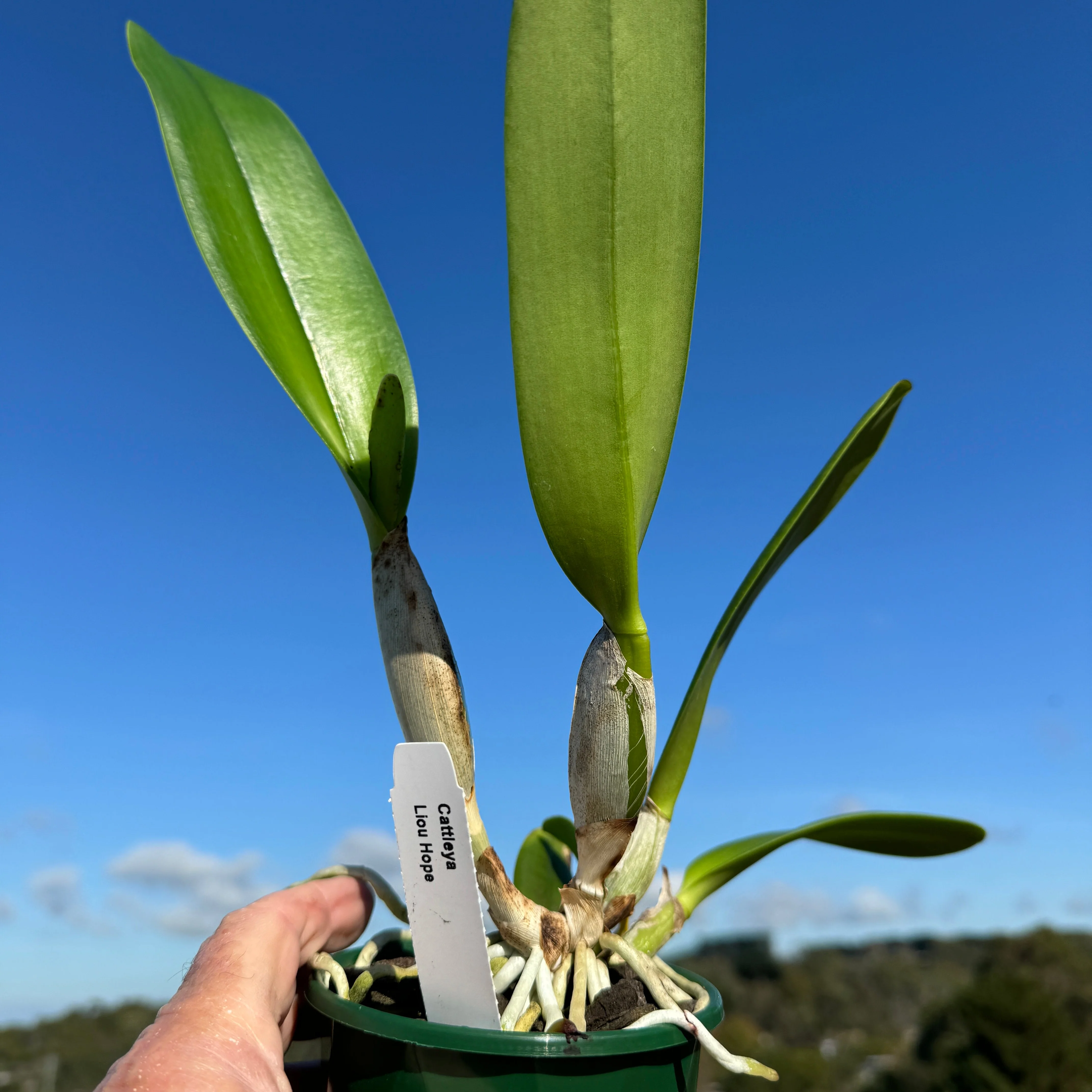Cattleya Alliance Rlc. Liou Hope - Image 2