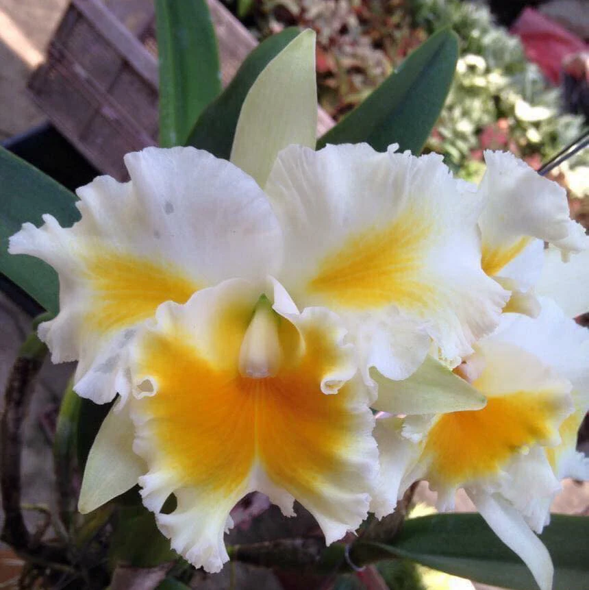 Cattleya Alliance Rlc. Shinaphat Diamond 'Gold Wings' - Image 2