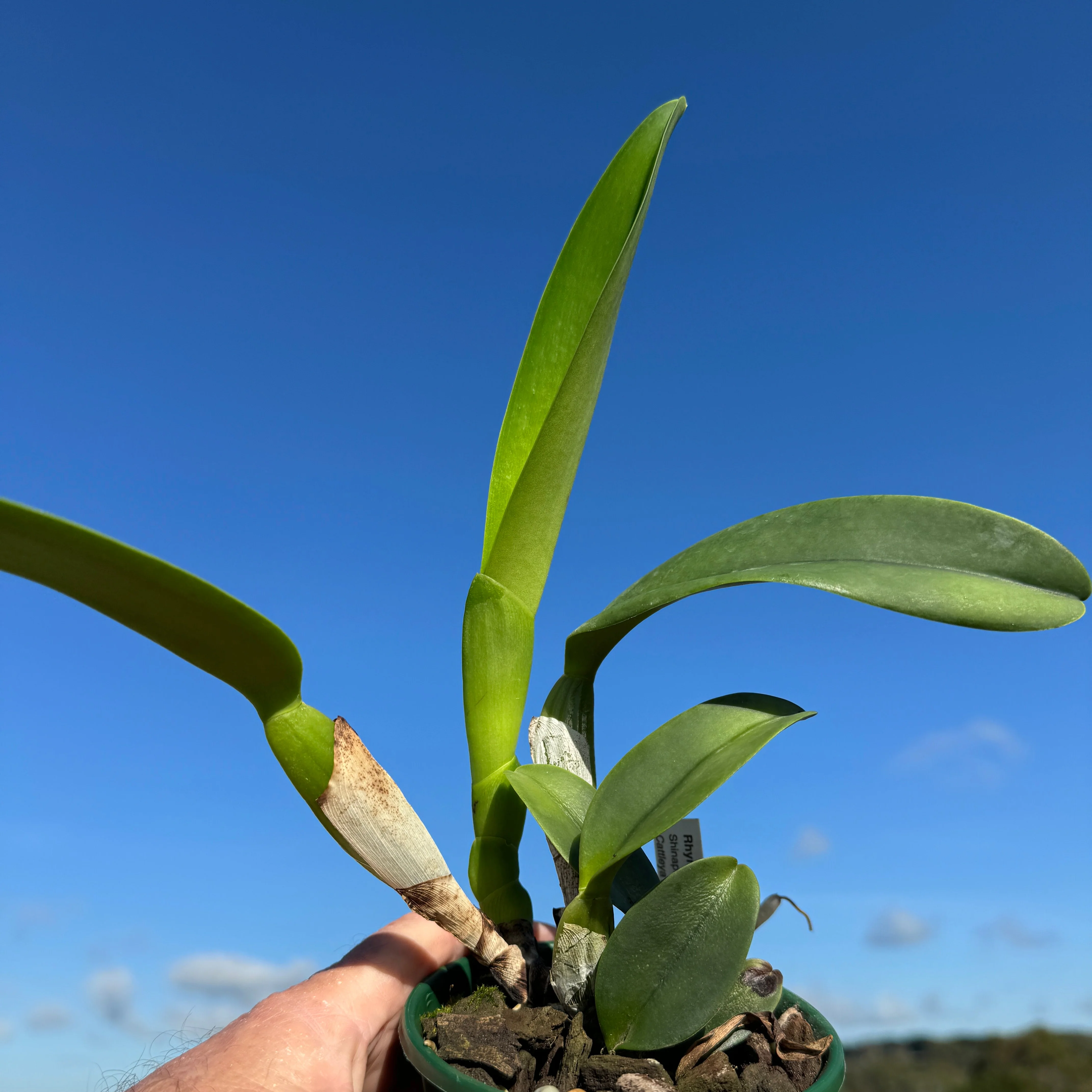 Cattleya Alliance Rlc. Shinaphat Diamond 'Gold Wings' - Image 3