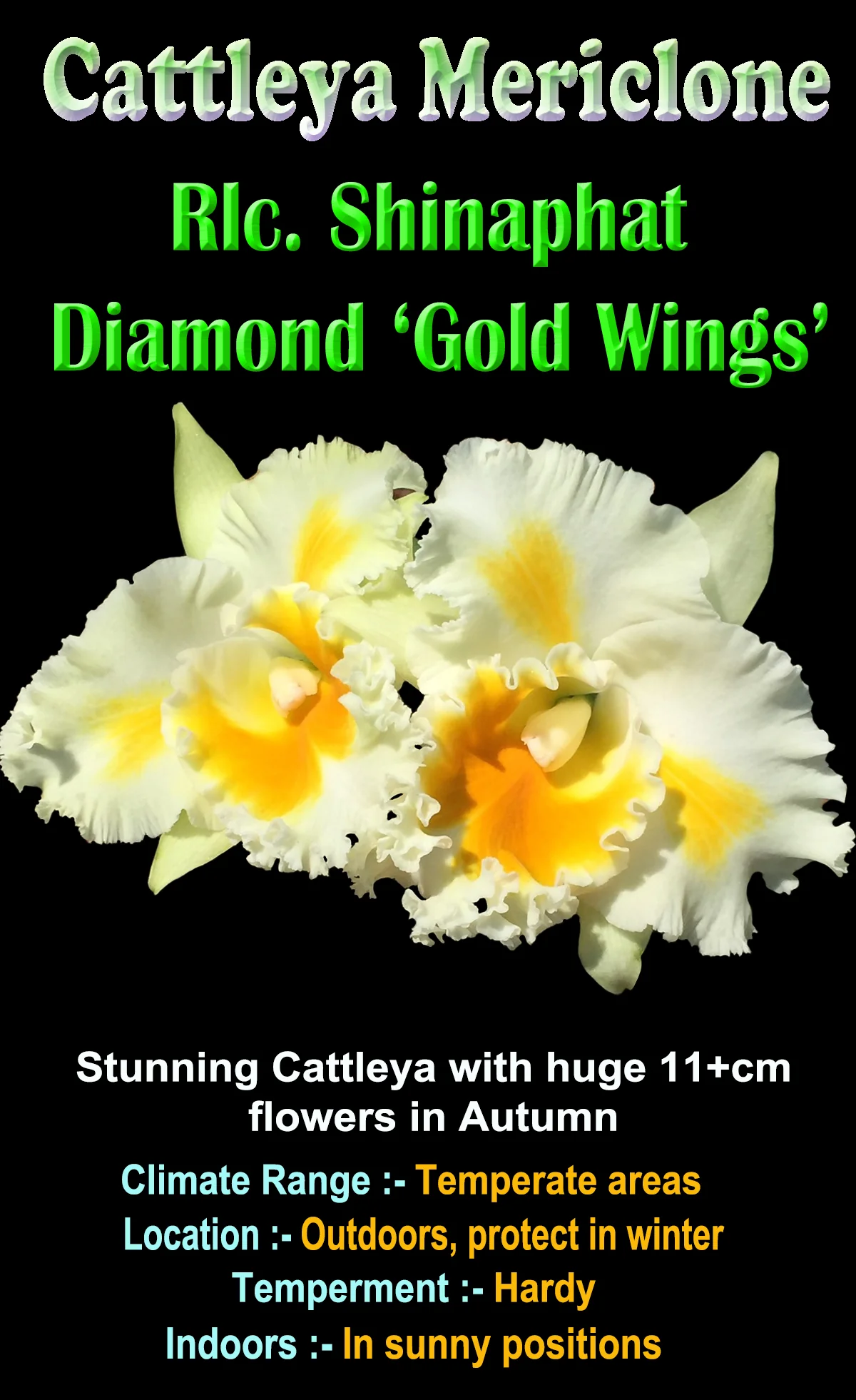 Cattleya Alliance Rlc. Shinaphat Diamond 'Gold Wings' - Image 4