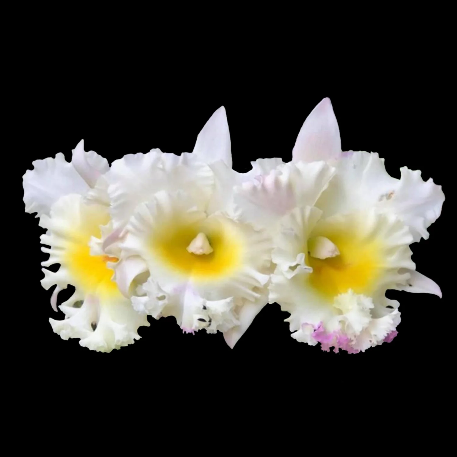 Cattleya Alliance Rlc Siam White 'The best'