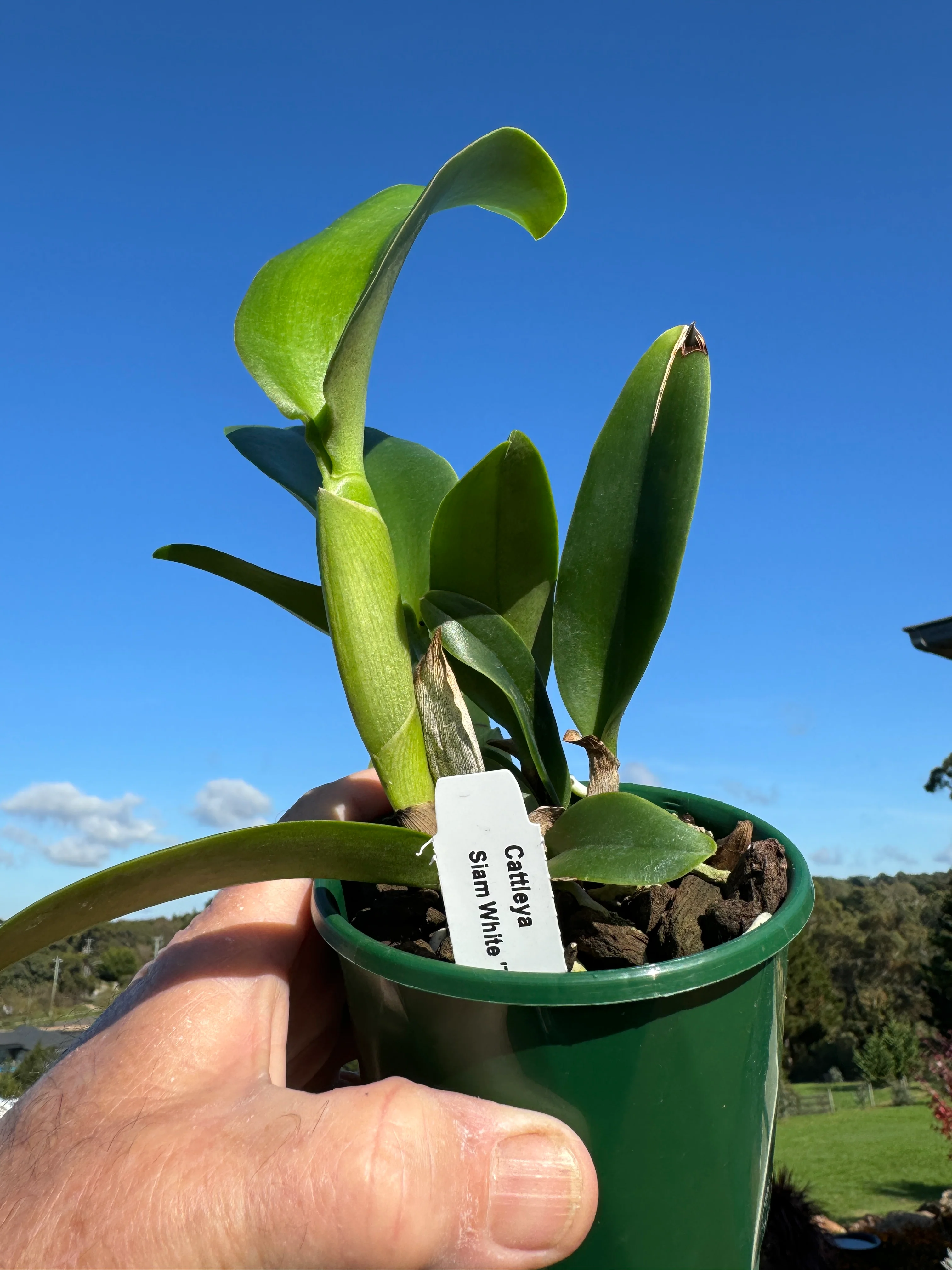 Cattleya Alliance Rlc Siam White 'The best' - Image 2