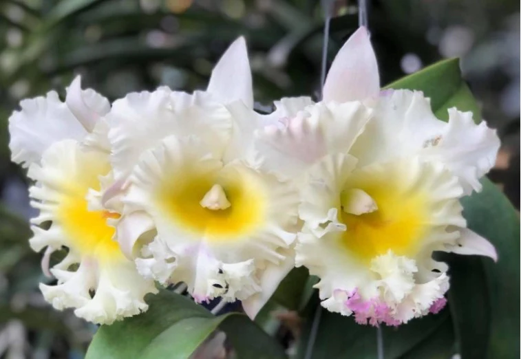 Cattleya Alliance Rlc Siam White 'The best' - Image 3