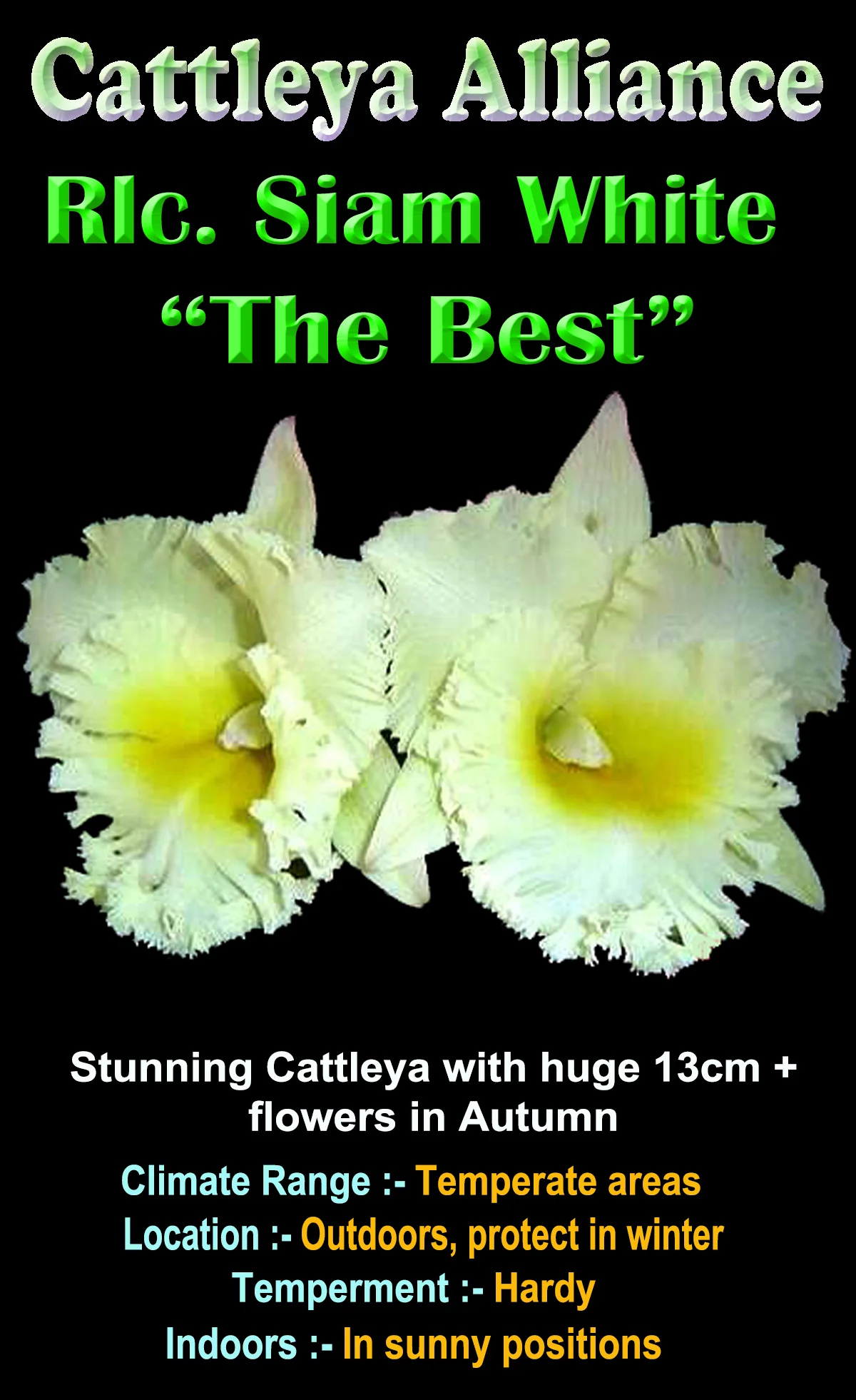 Cattleya Alliance Rlc Siam White 'The best' - Image 4