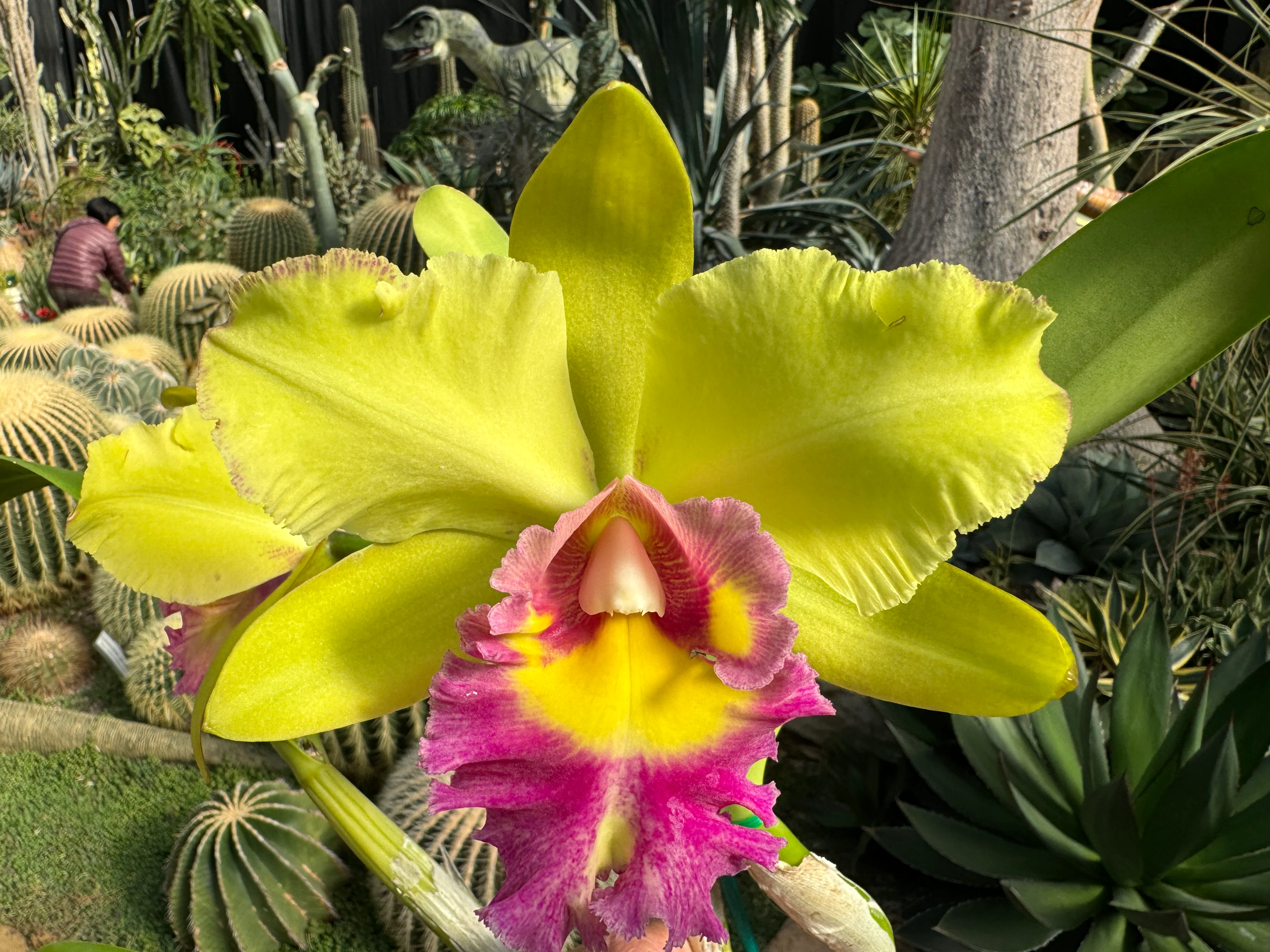 Cattleya Alliance Rlc. Songkwae Gold '#2' - Image 2