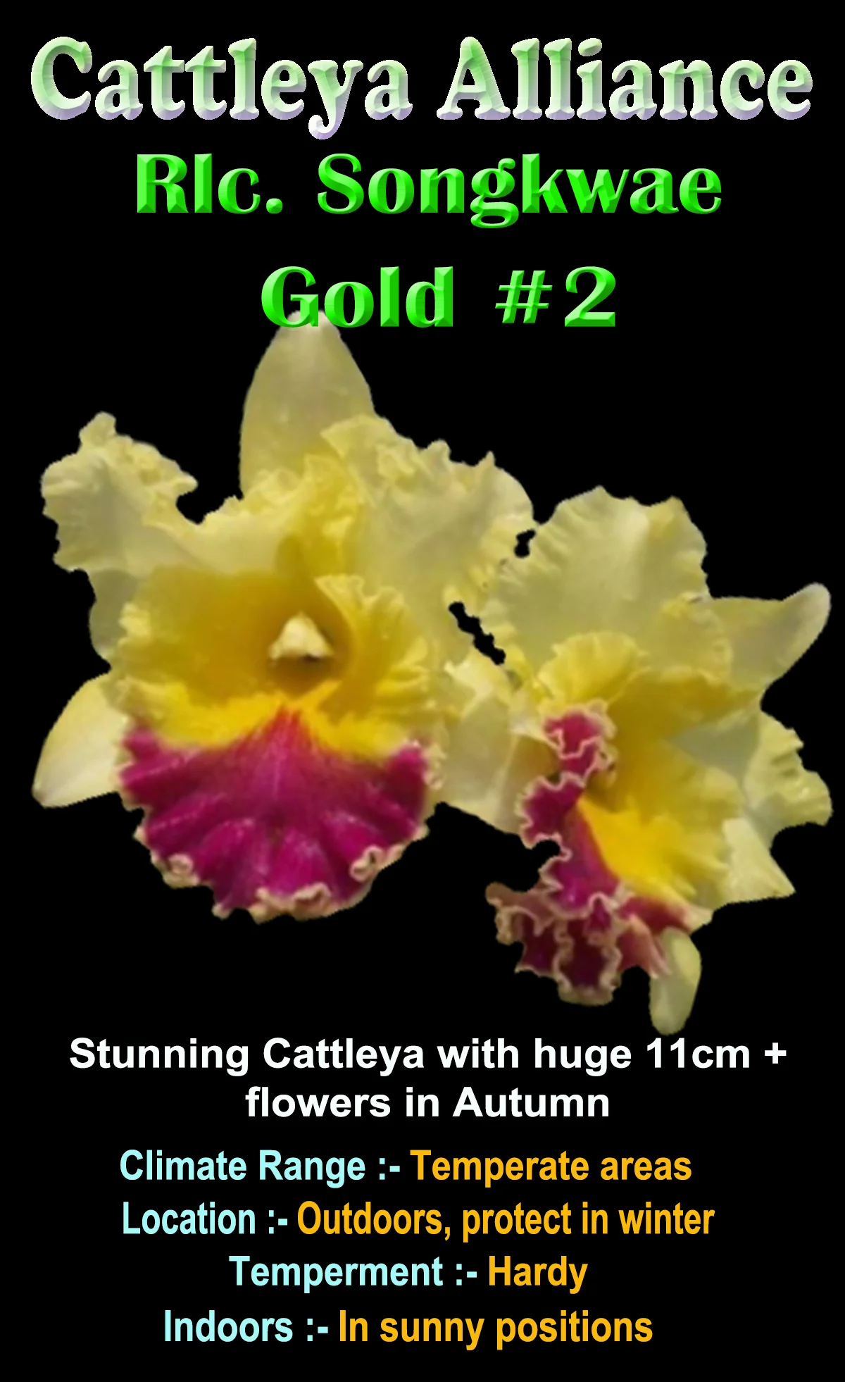 Cattleya Alliance Rlc. Songkwae Gold '#2' - Image 3
