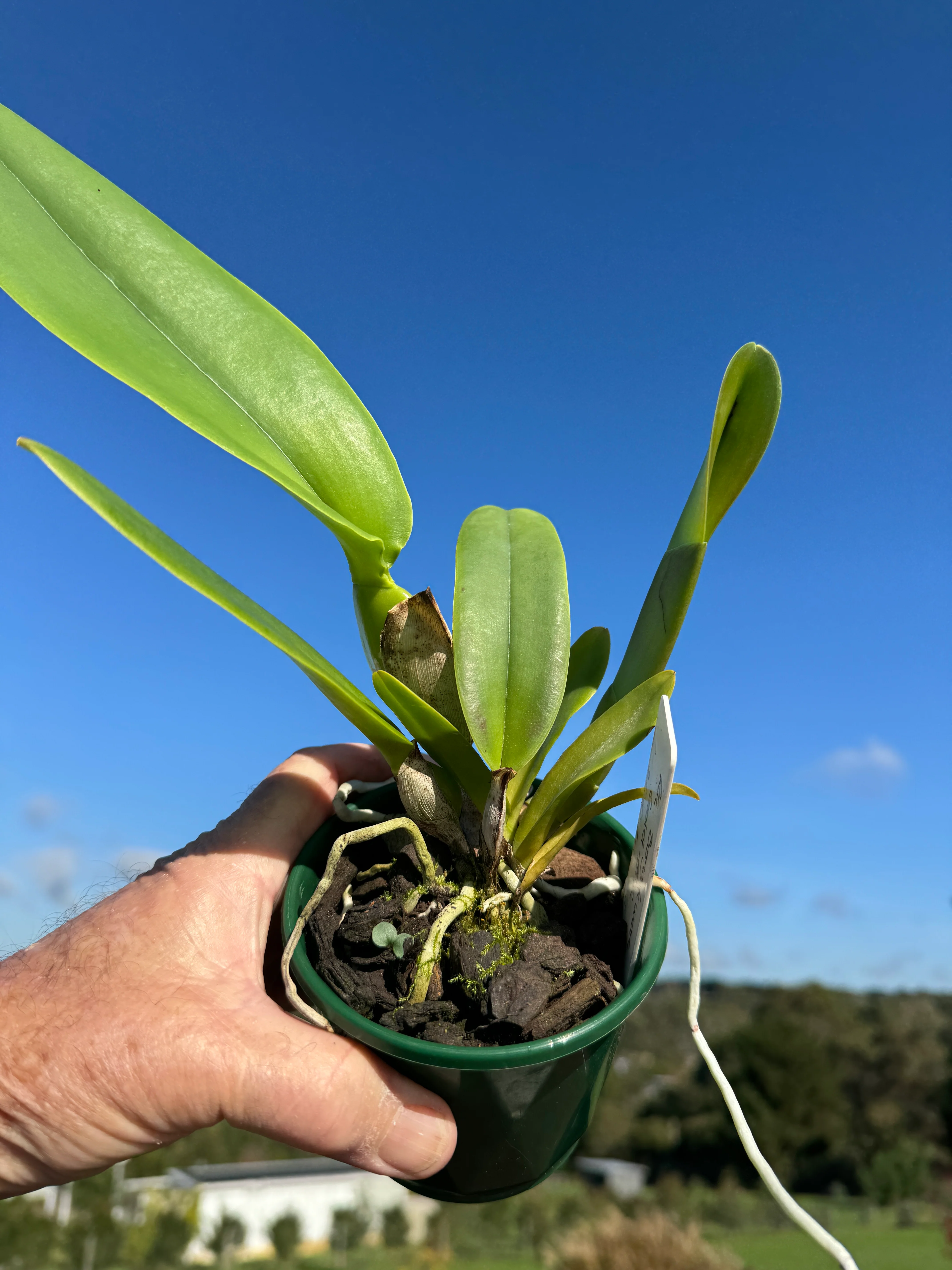 Cattleya Alliance Rlc. Songkwae Gold '#2' - Image 4