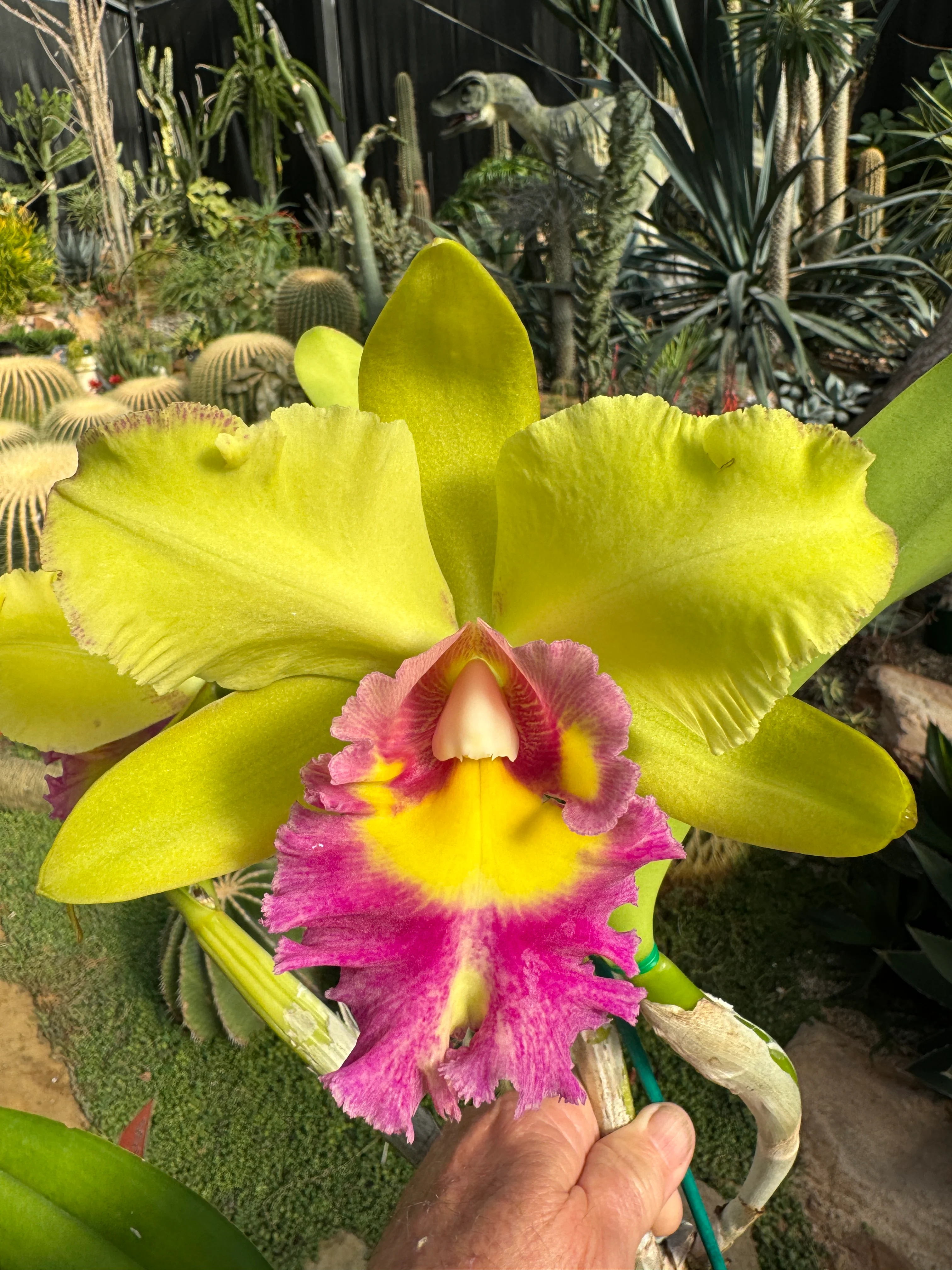 Cattleya Alliance Rlc. Songkwae Gold '#2' - Image 5