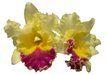 Cattleya Alliance Rlc. Songkwae Gold '#2' - Image 6
