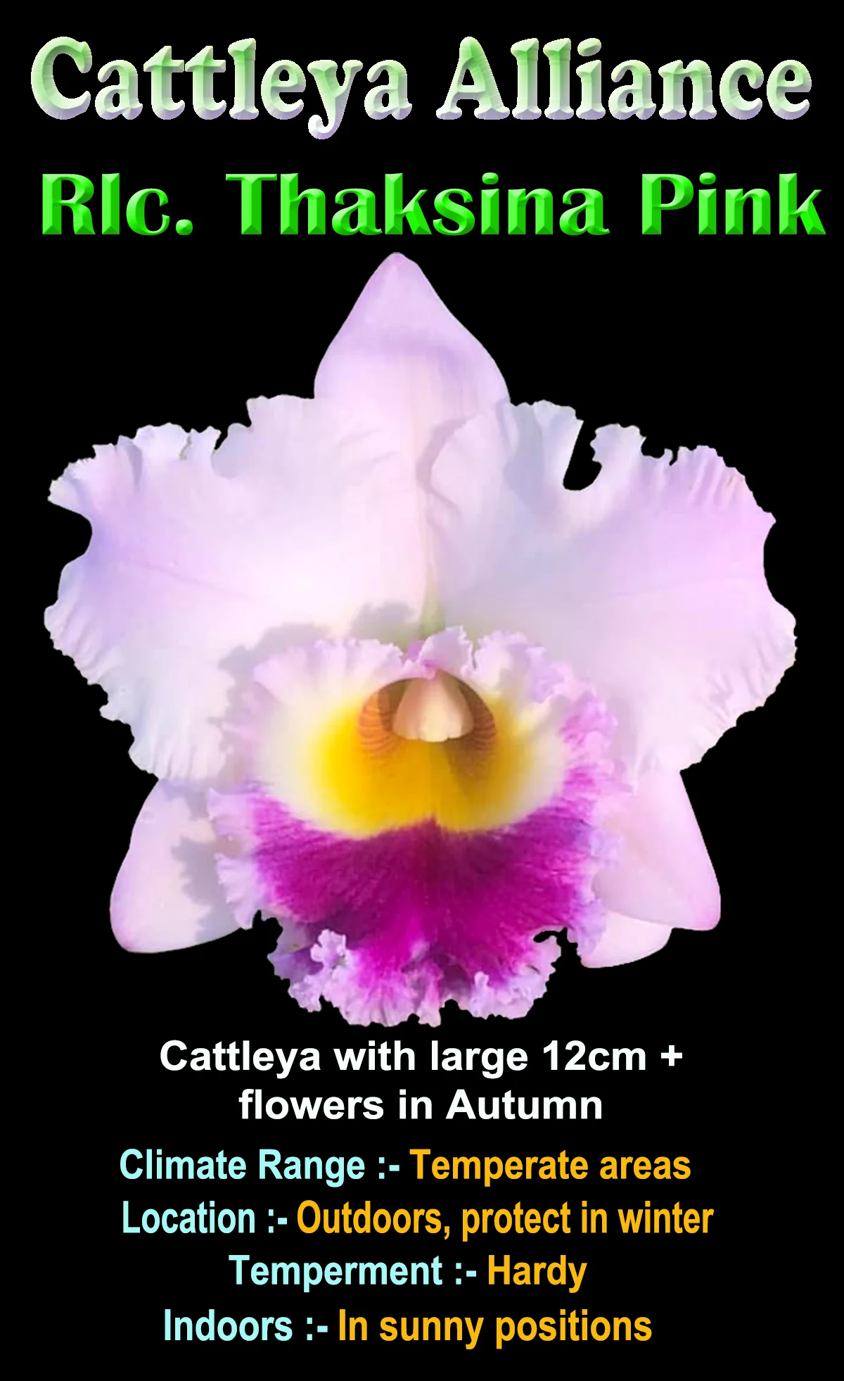 Cattleya Alliance Rlc Thaksina Pink - Image 3