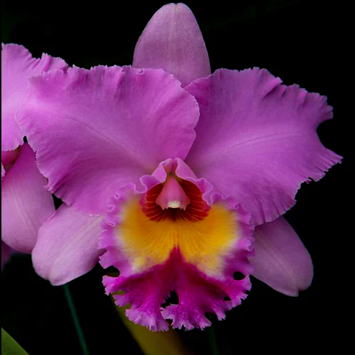 Cattleya Alliance Rlc Thaksina Pink - Image 4