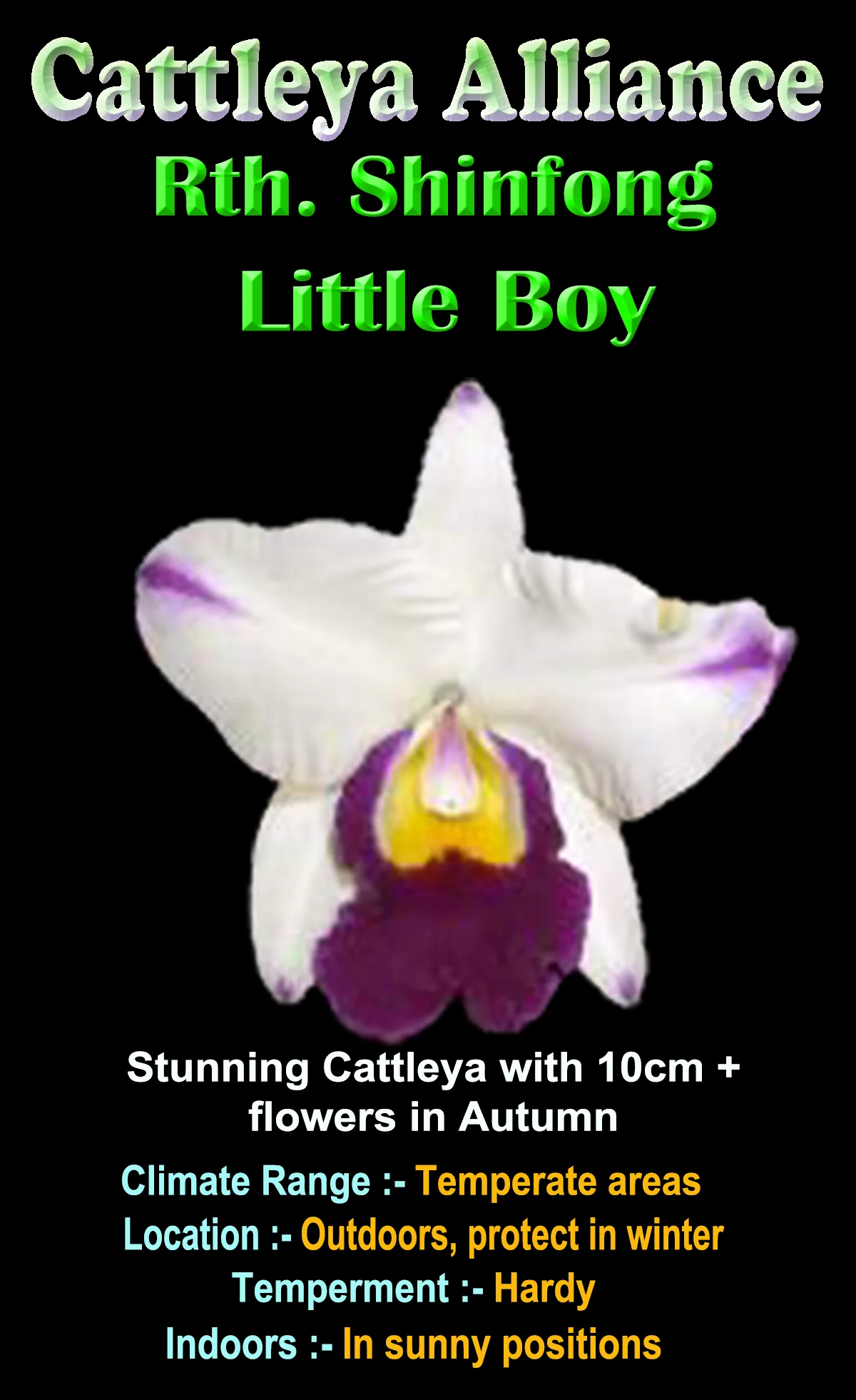 Cattleya Alliance Rth Shinfong 'Little Boy' - Image 2