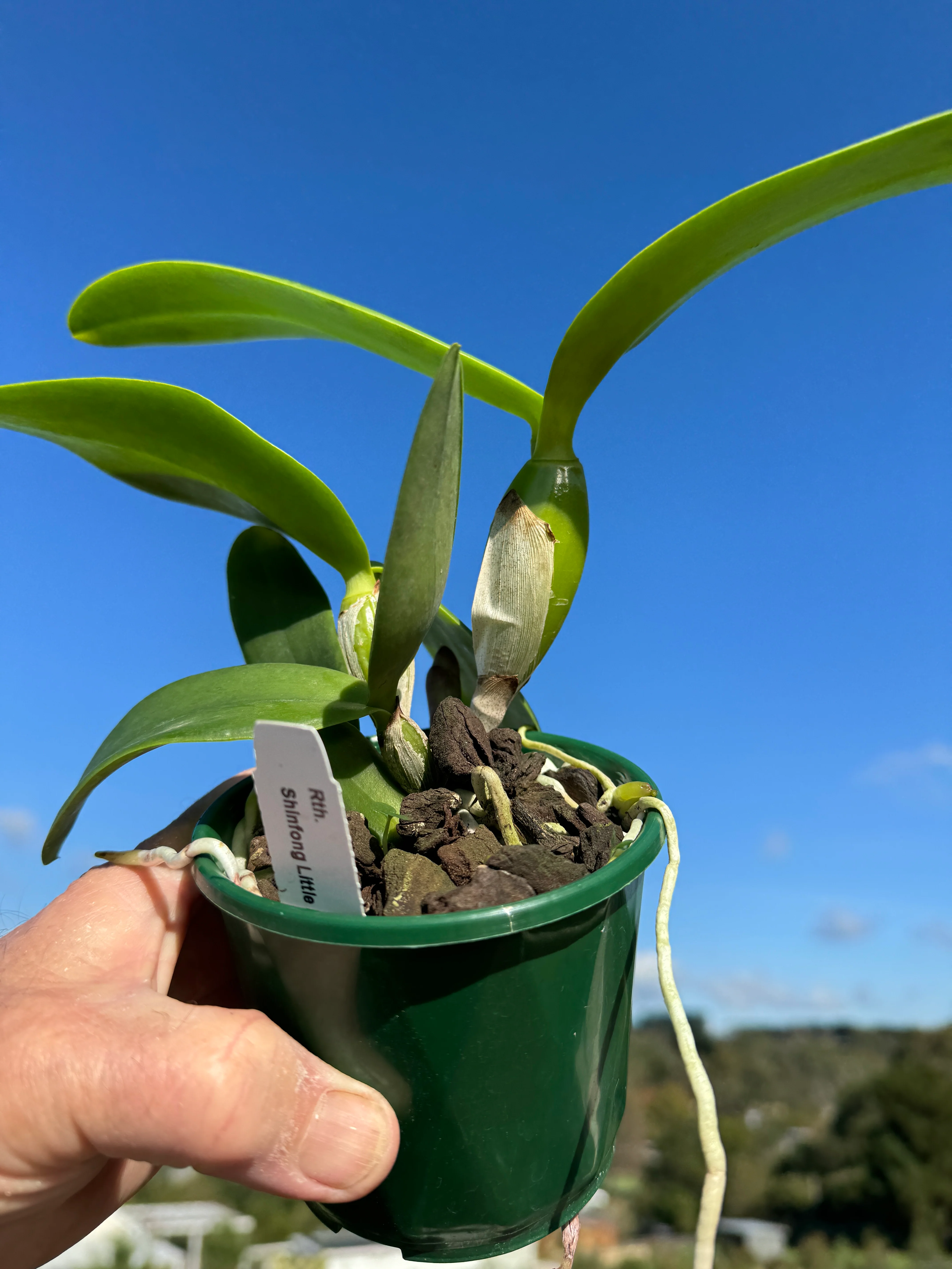 Cattleya Alliance Rth Shinfong 'Little Boy' - Image 3