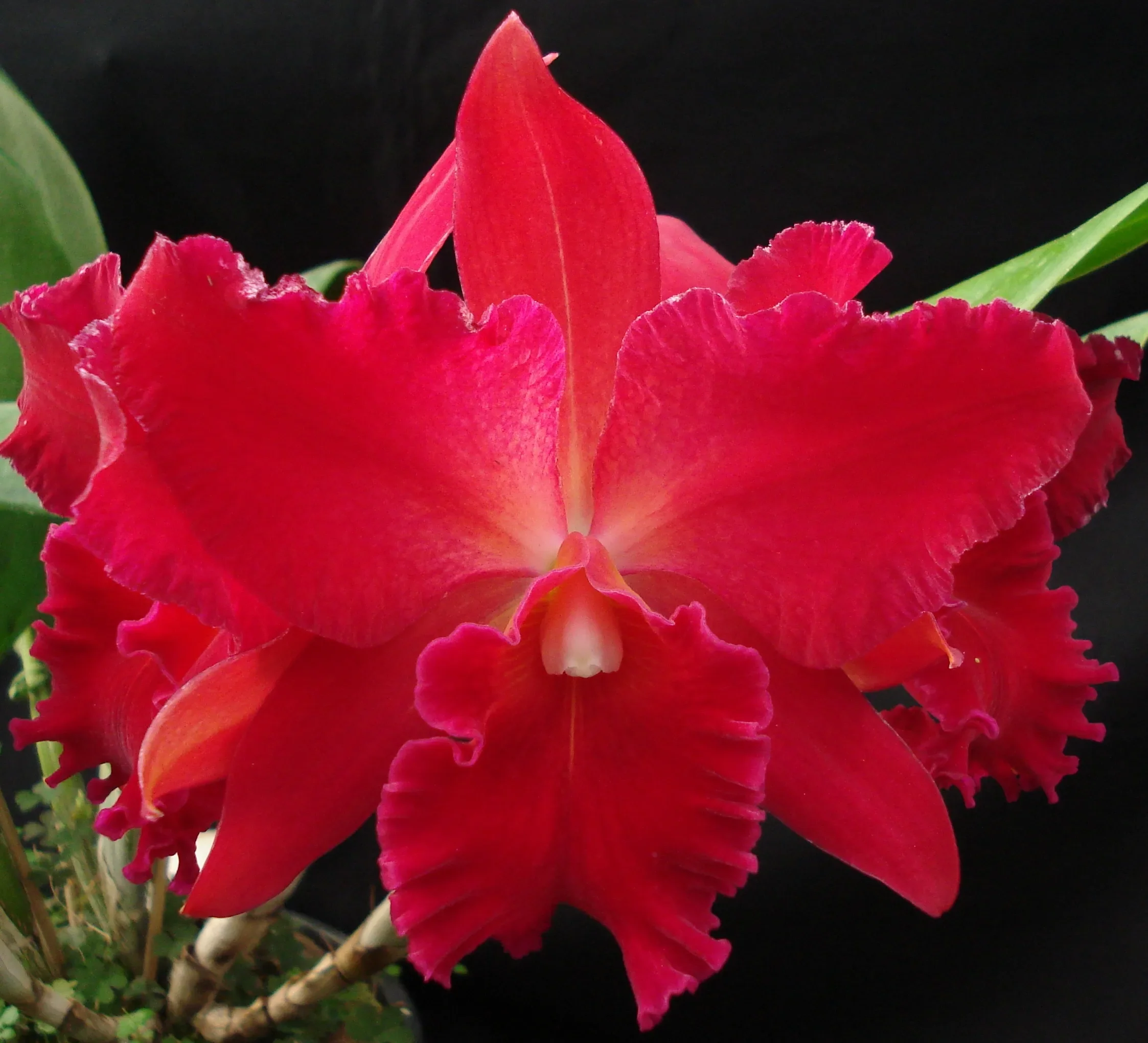 Cattleya Alliance Slc Vallezac 'Evelyn' - Image 2