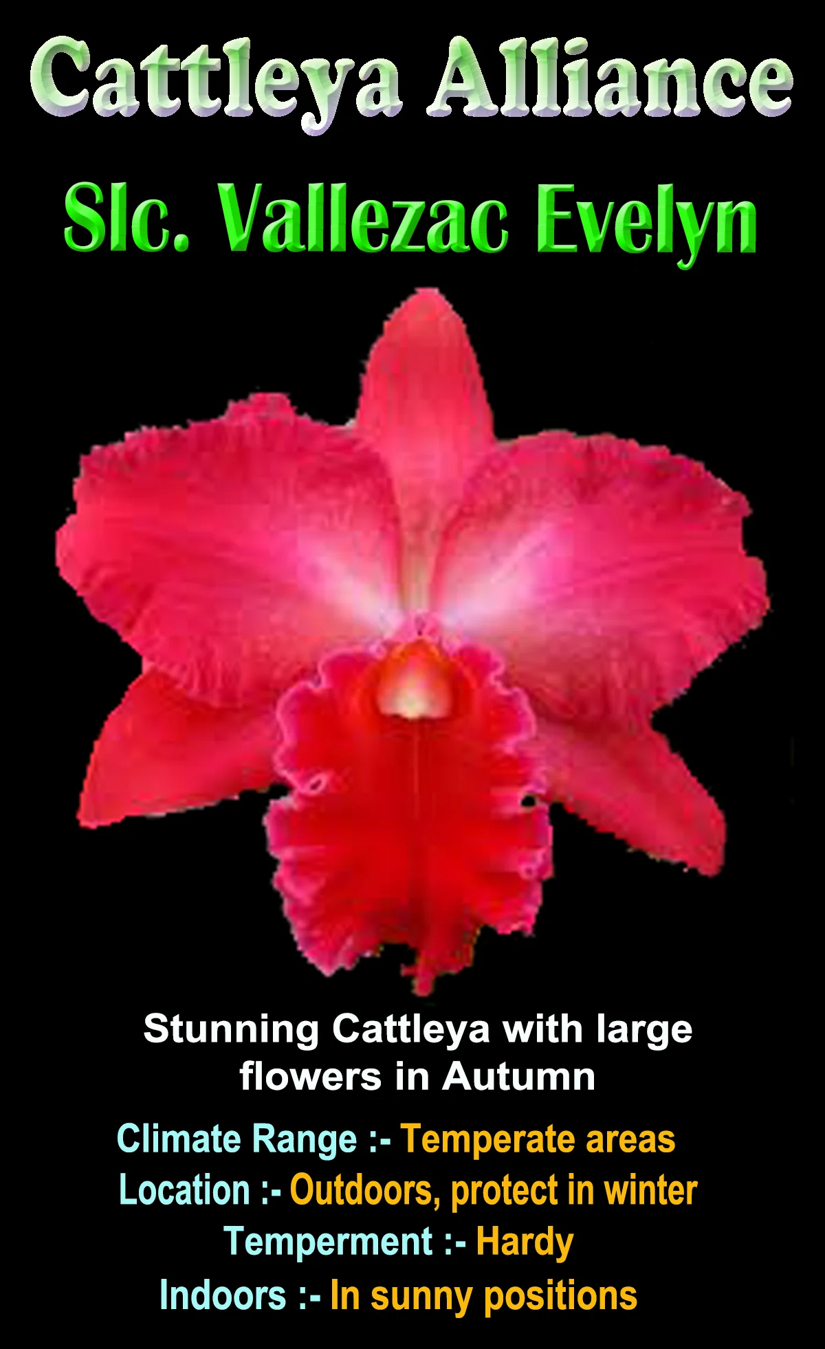 Cattleya Alliance Slc Vallezac 'Evelyn' - Image 3