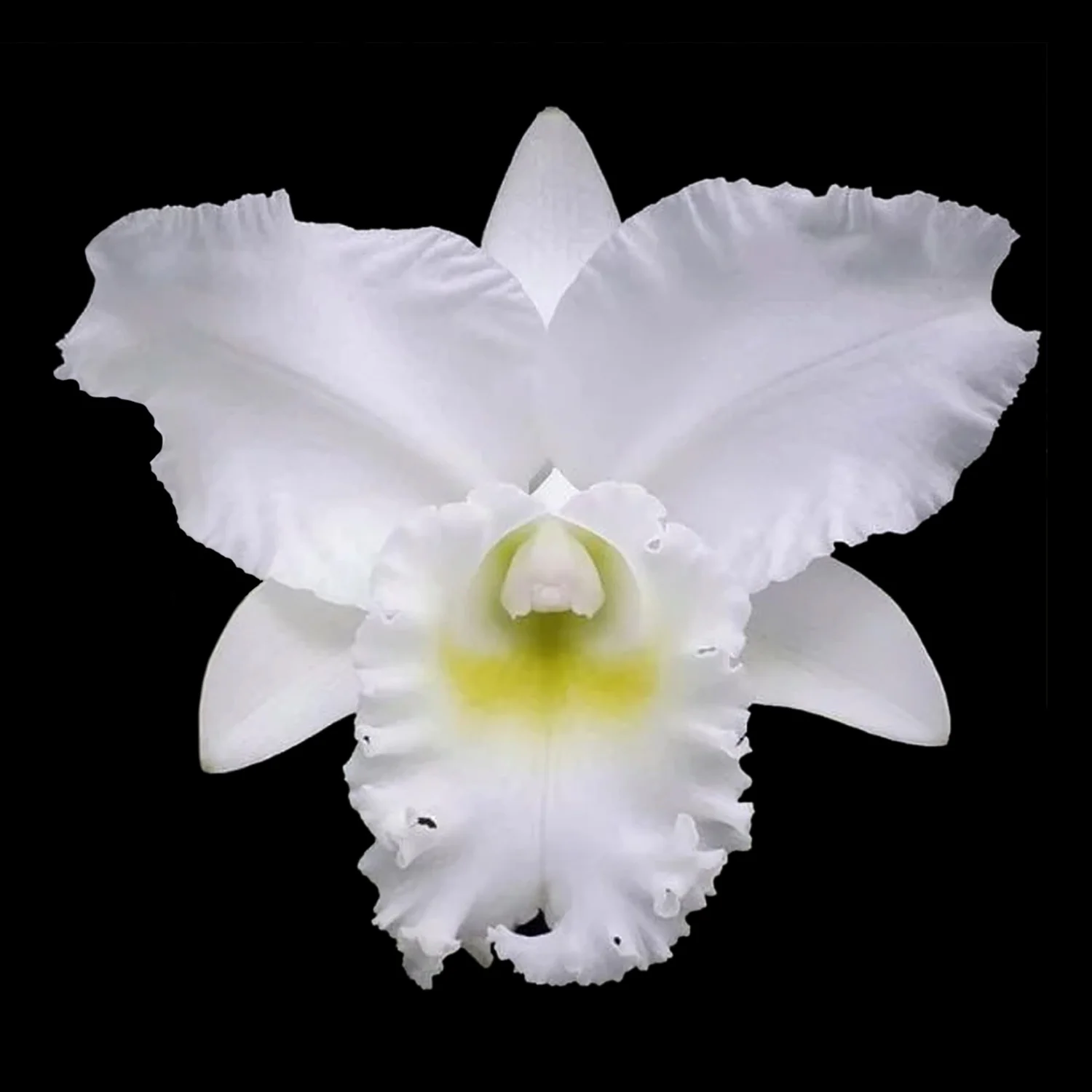 Cattleya Alliance 'Snow White'