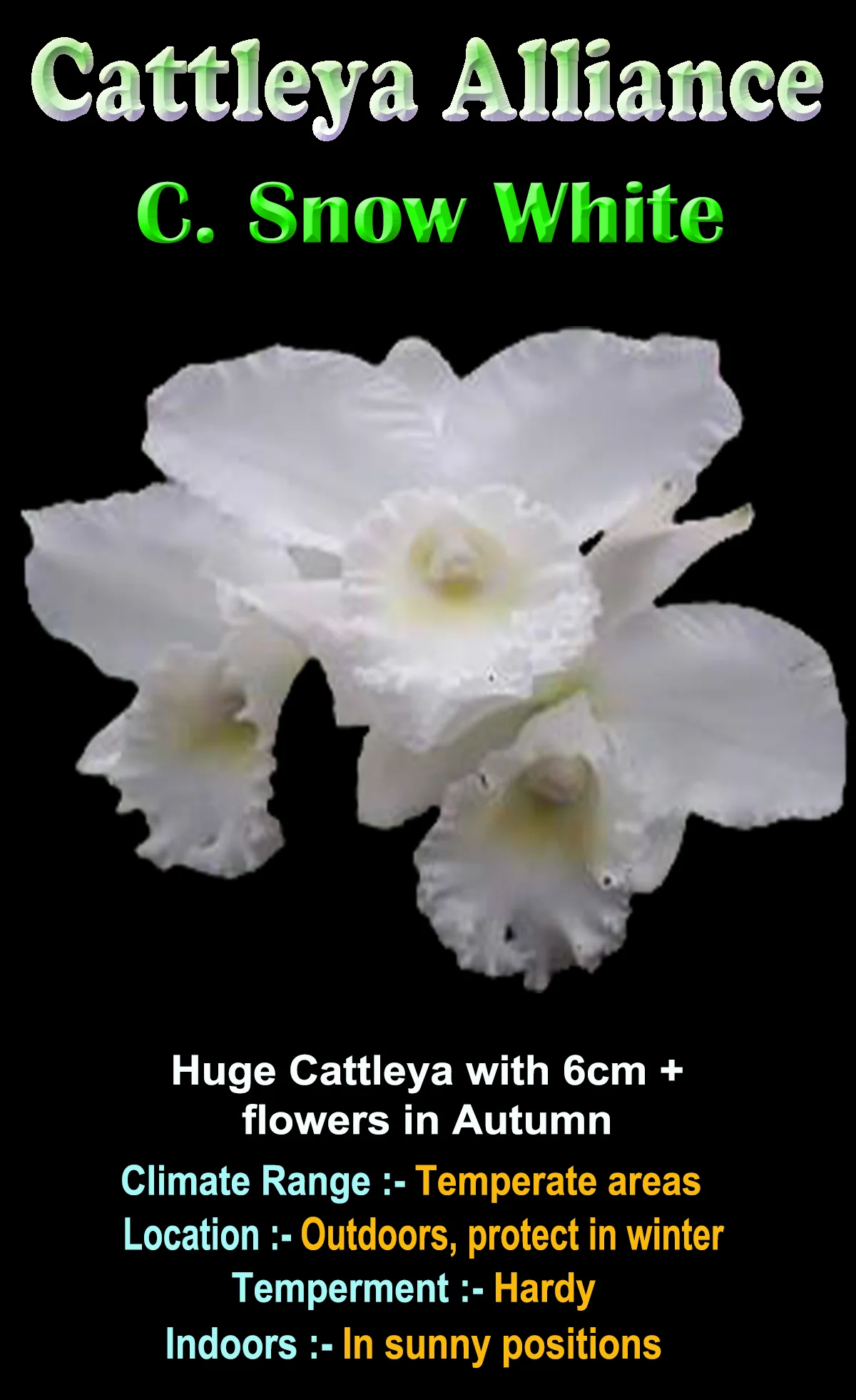 Cattleya Alliance 'Snow White' - Image 2