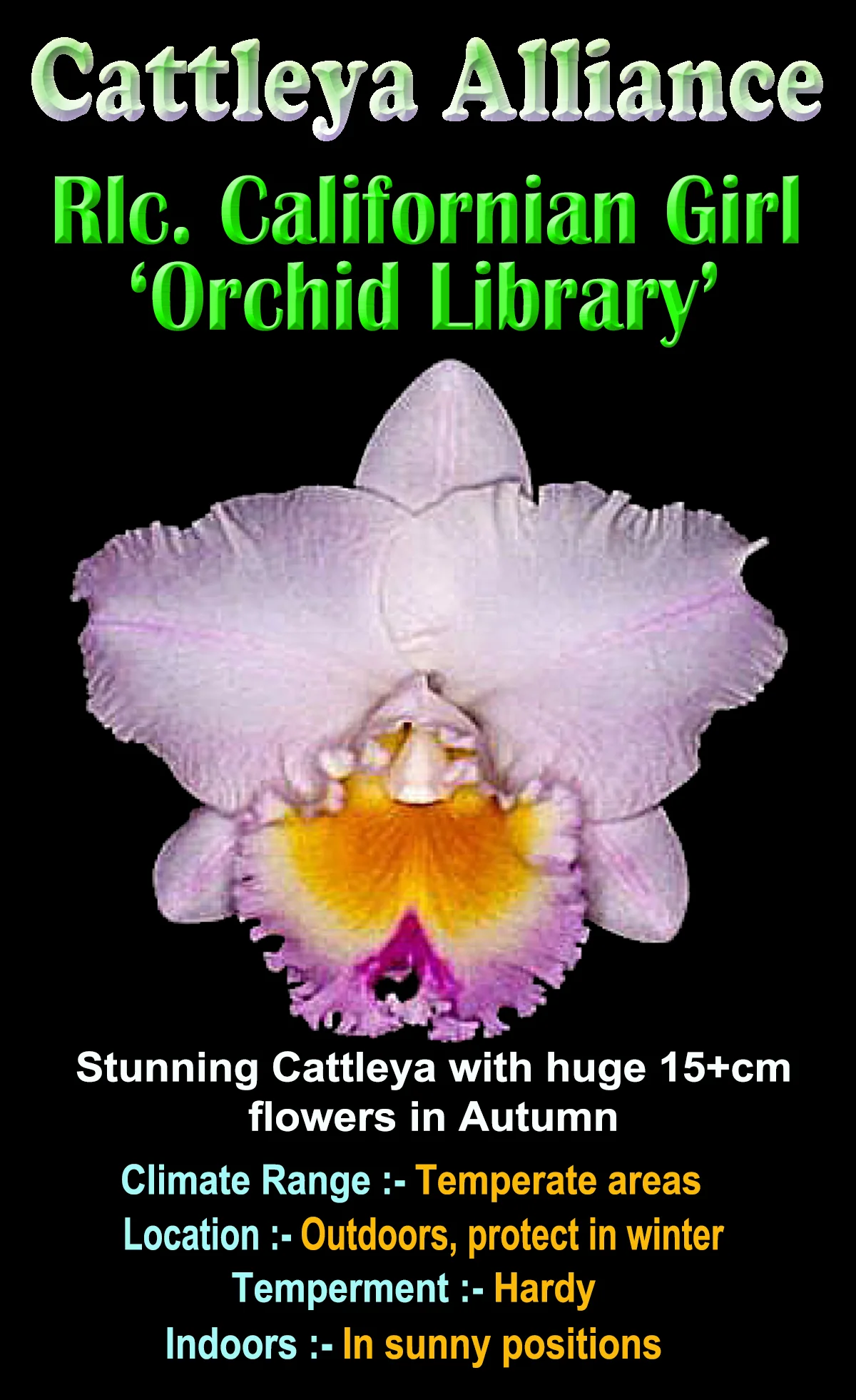 Cattleya Allience Rlc. Californian Girl 'Orchid Library' - Image 2