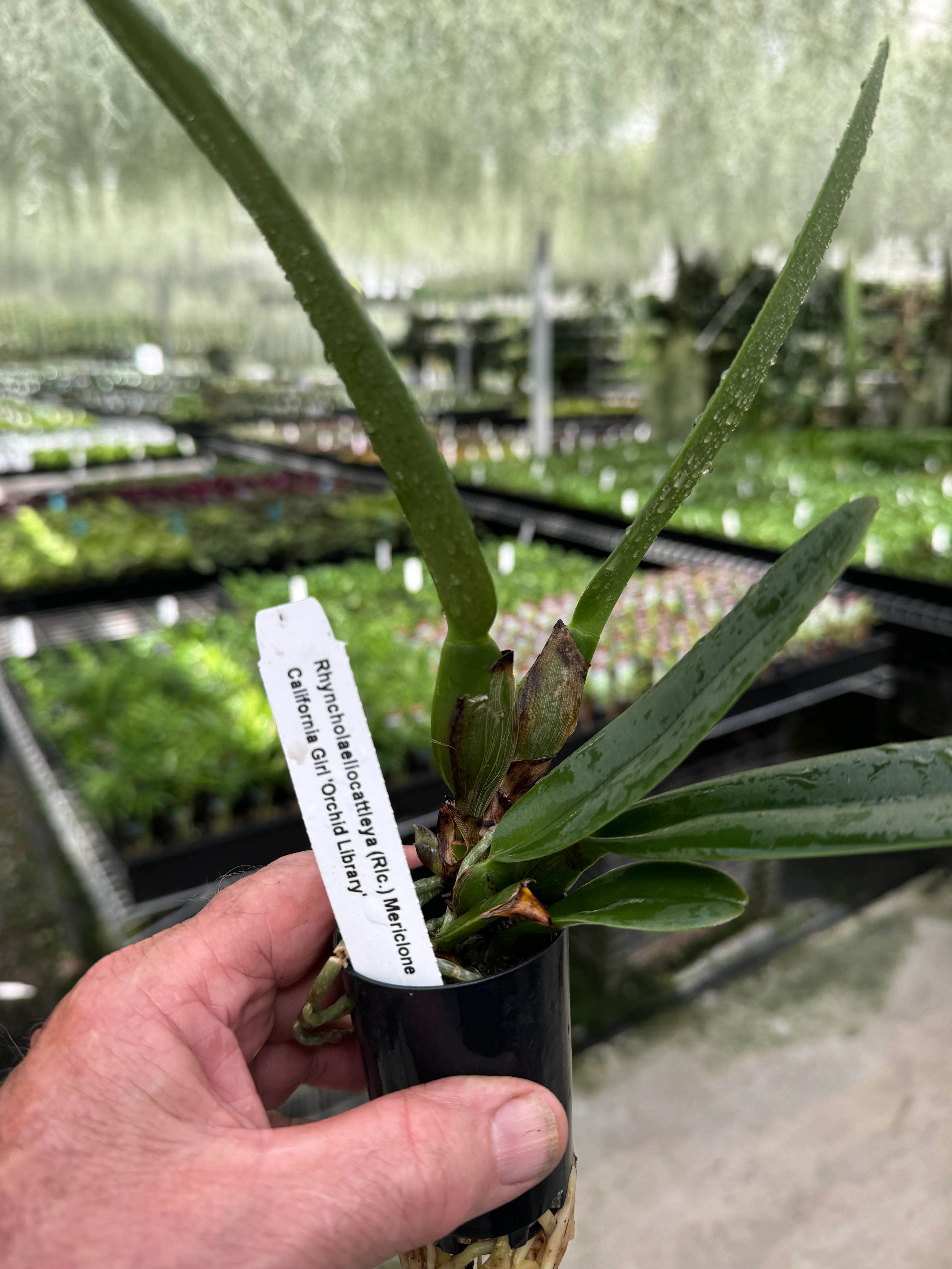 Cattleya Allience Rlc. Californian Girl 'Orchid Library' - Image 3