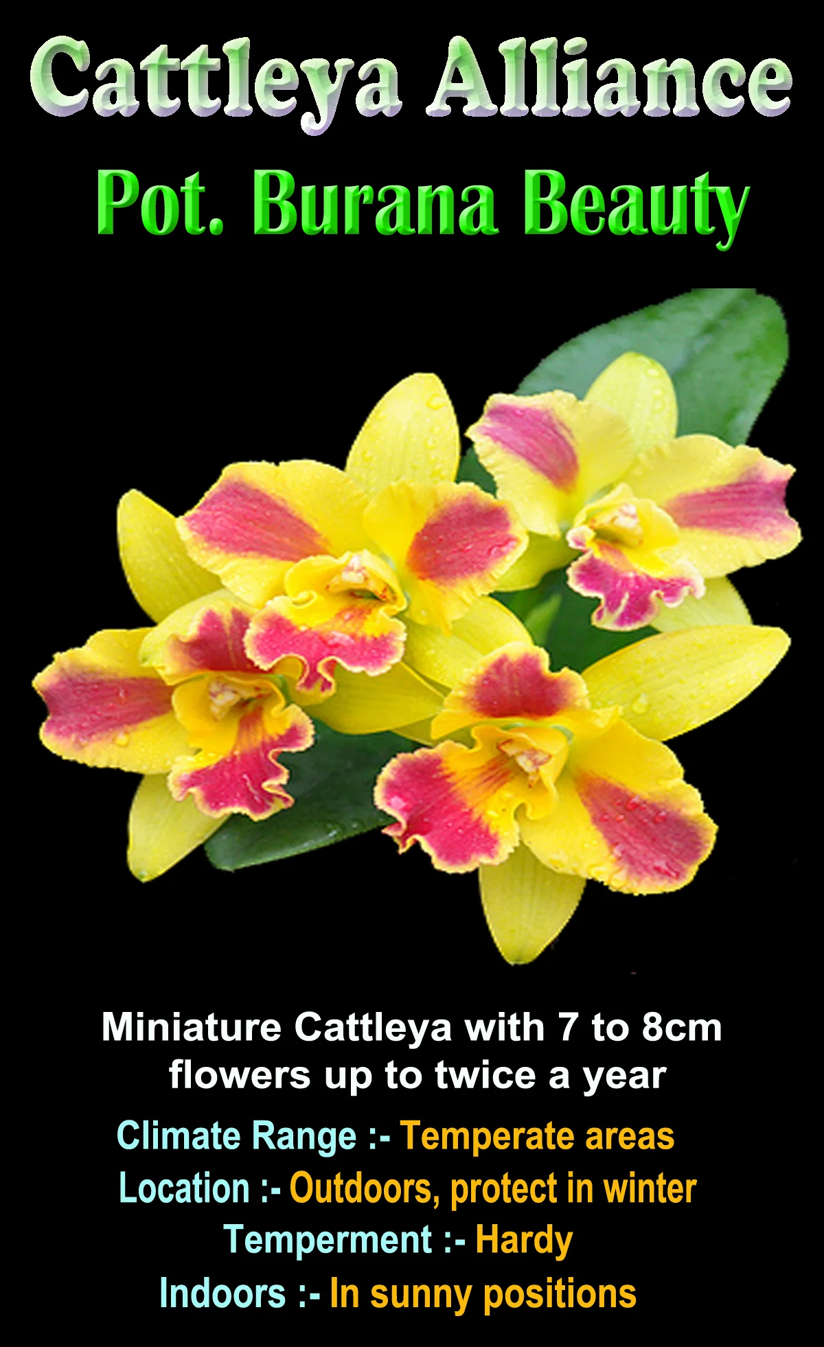 Cattleya Burana Beauty - Image 2