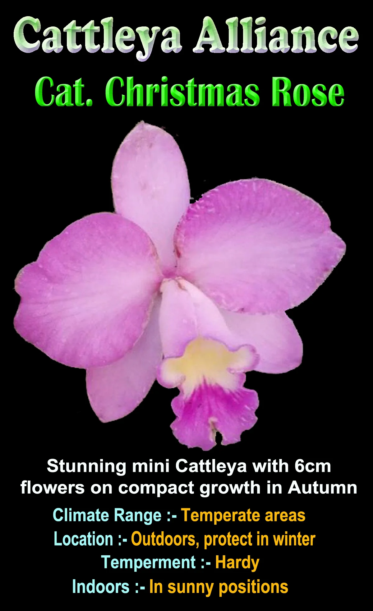 Cattleya Christmas Rose - Image 2