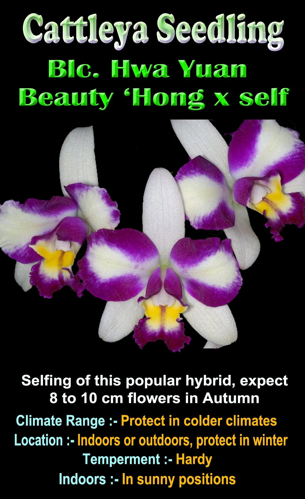 Cattleya Hwa Yuan Beauty ‘Hong’ x self - Image 2