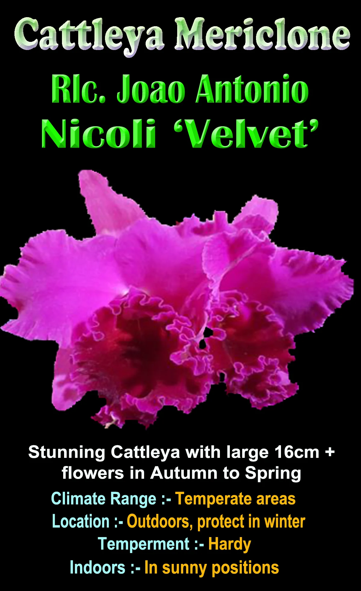 Cattleya Joao Antonio Nicoli ‘Velvet’ - Image 2