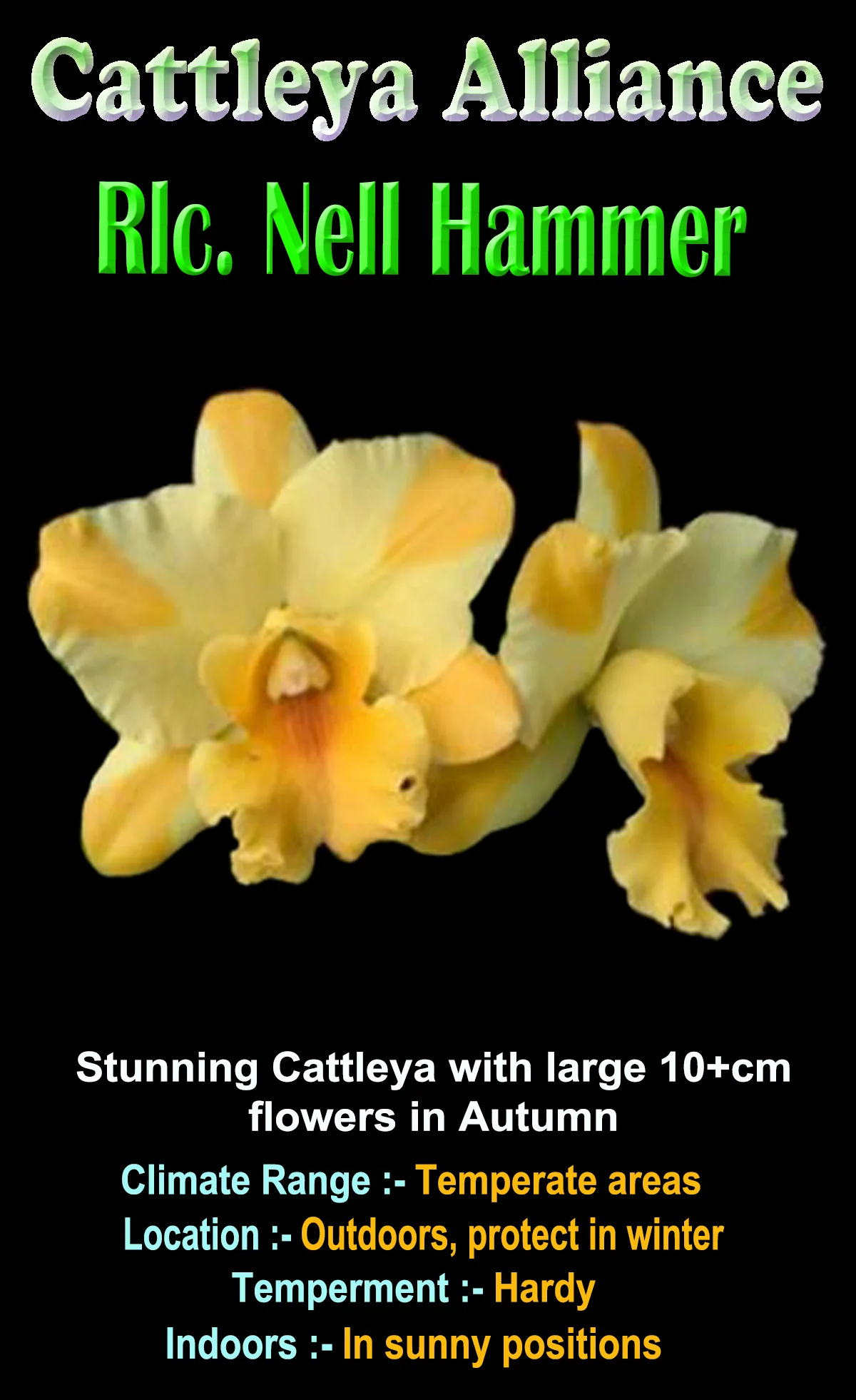Cattleya Nell Hammer - Image 2