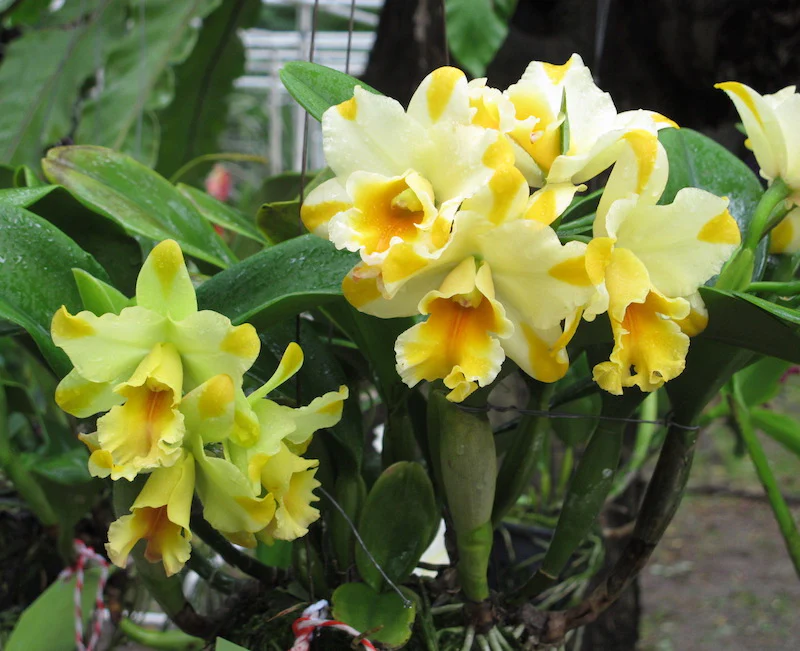 Cattleya Nell Hammer - Image 3