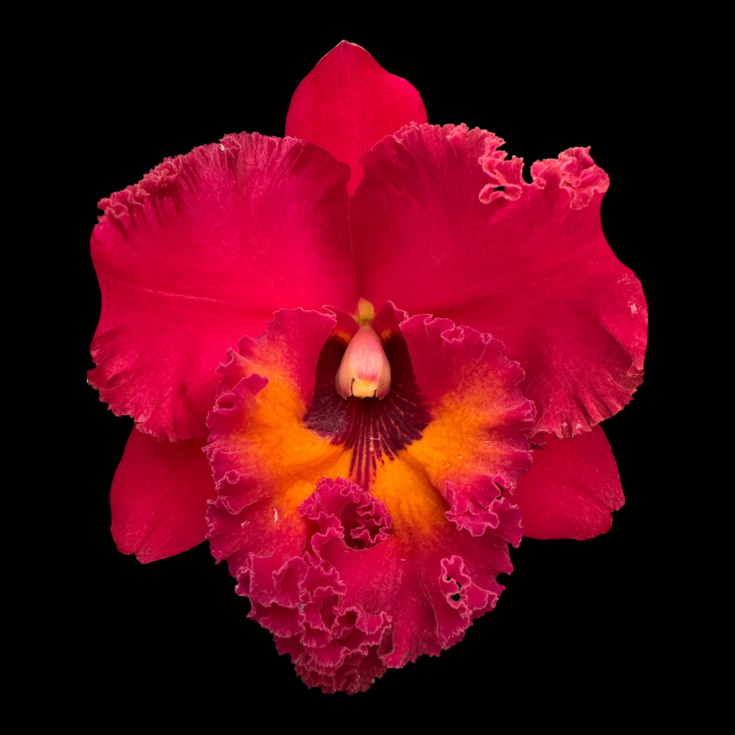 Cattleya Rlc. Nakornchaisri 'Red'
