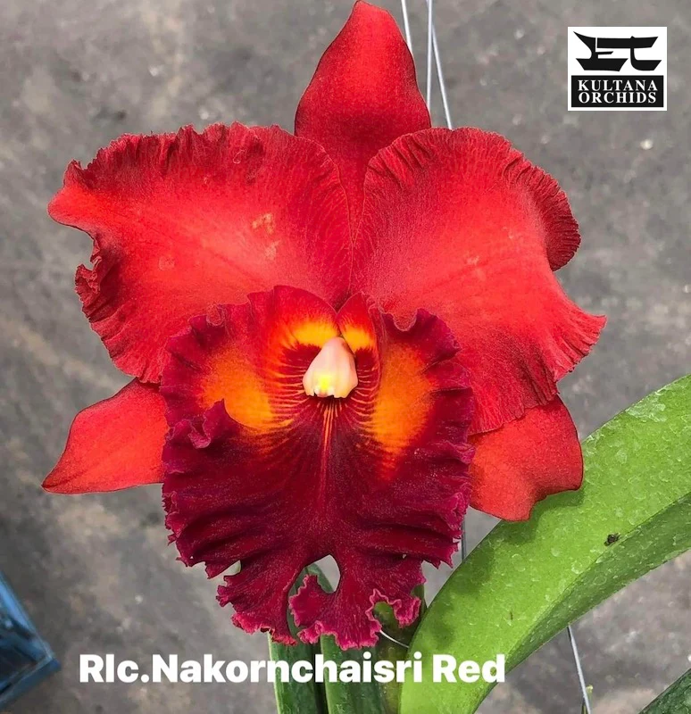 Cattleya Rlc. Nakornchaisri 'Red' - Image 2