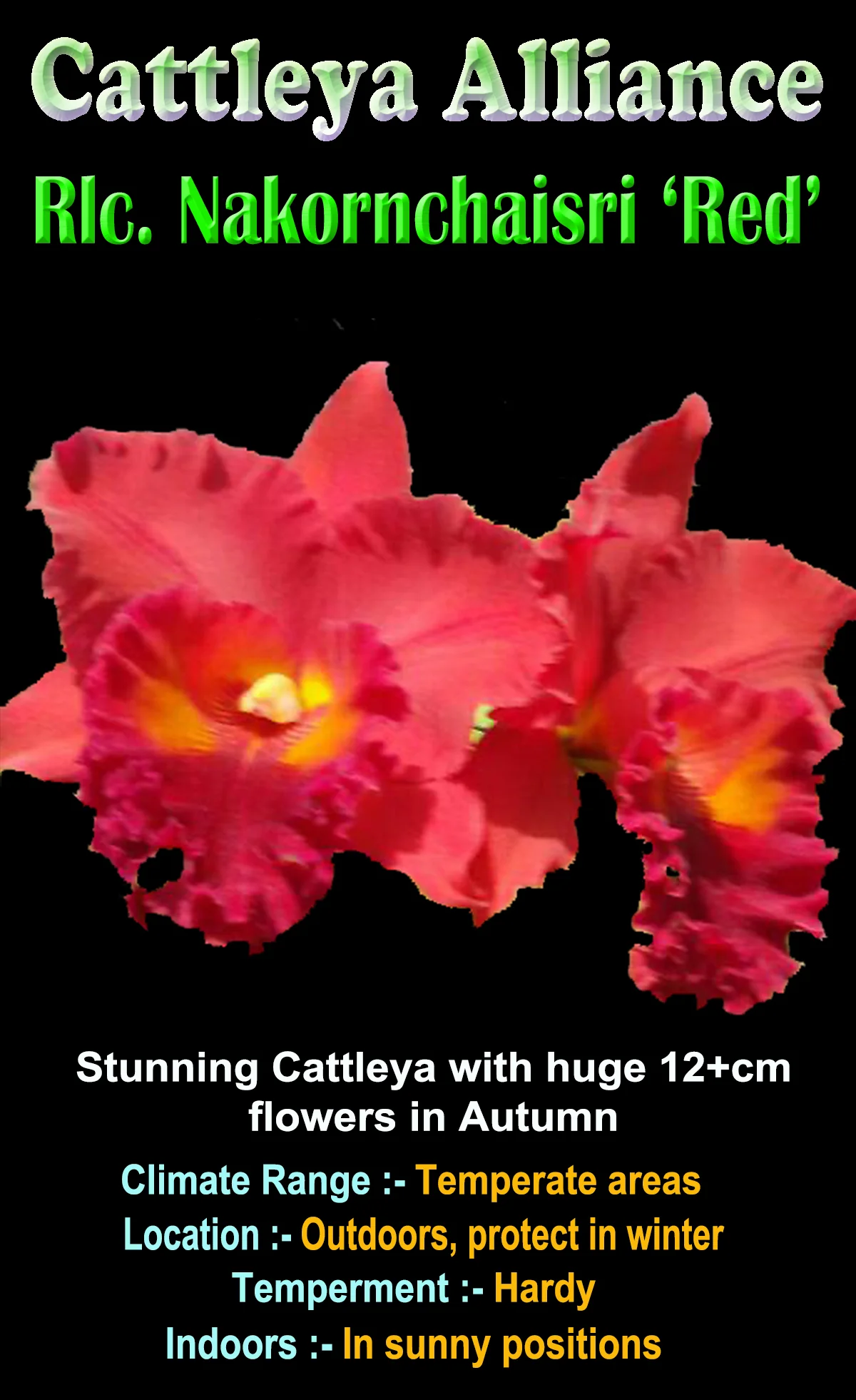 Cattleya Rlc. Nakornchaisri 'Red' - Image 3