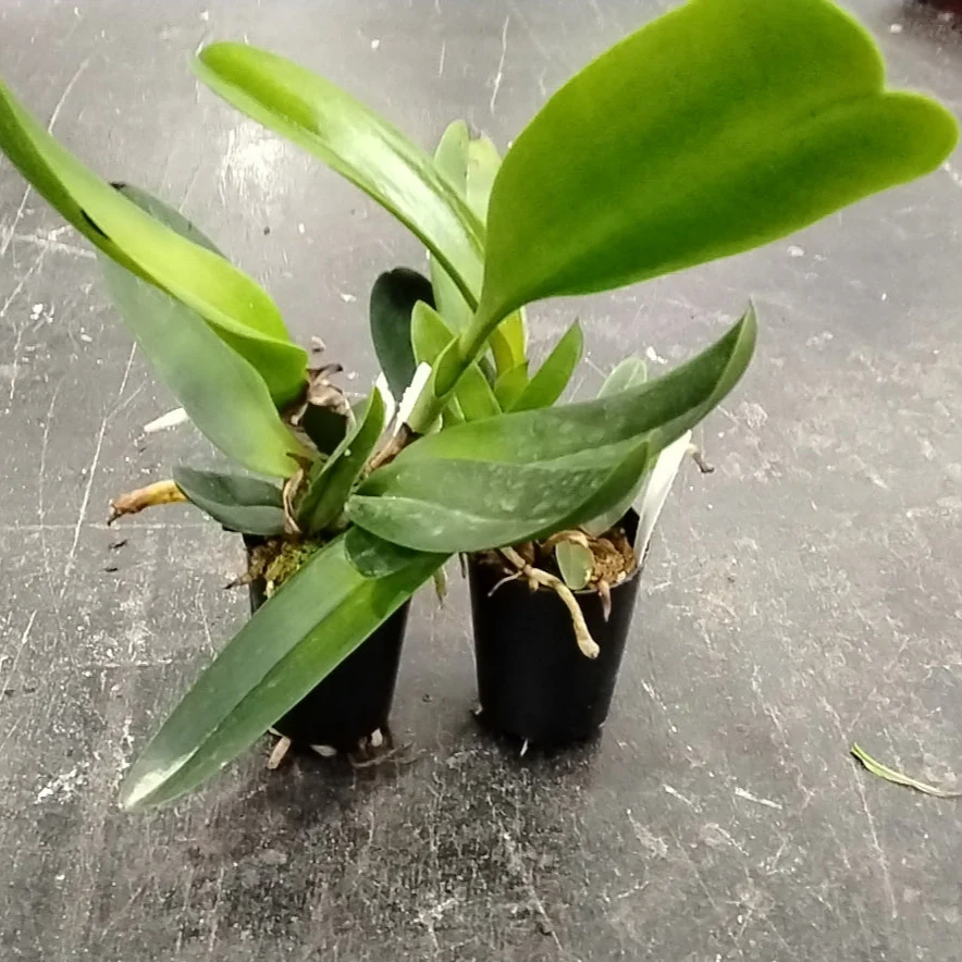 Cattleya Rlc. Nakornchaisri 'Red' - Image 4