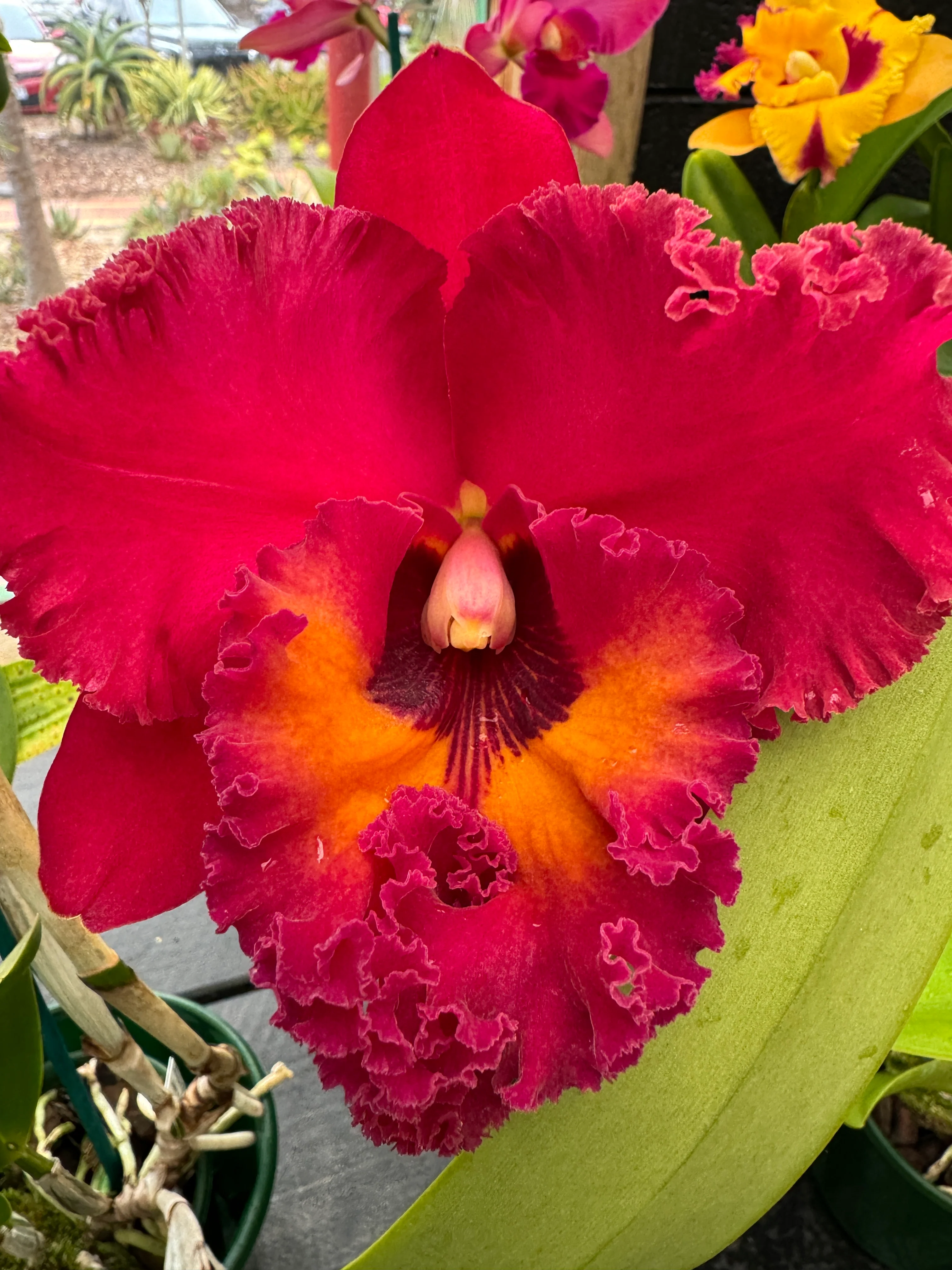 Cattleya Rlc. Nakornchaisri 'Red' - Image 5
