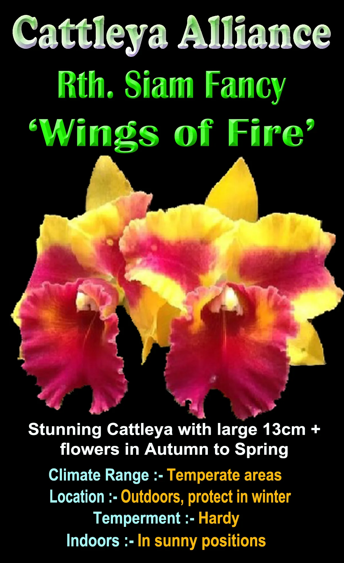 Cattleya Siam Fancy ‘Wings of Fire’ - Image 2
