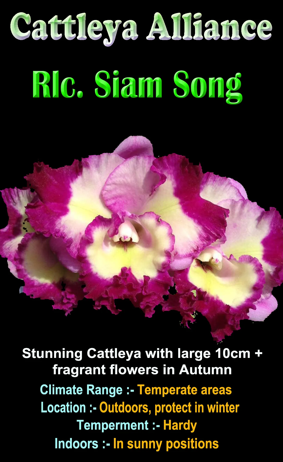 Cattleya Siam Song - Image 2