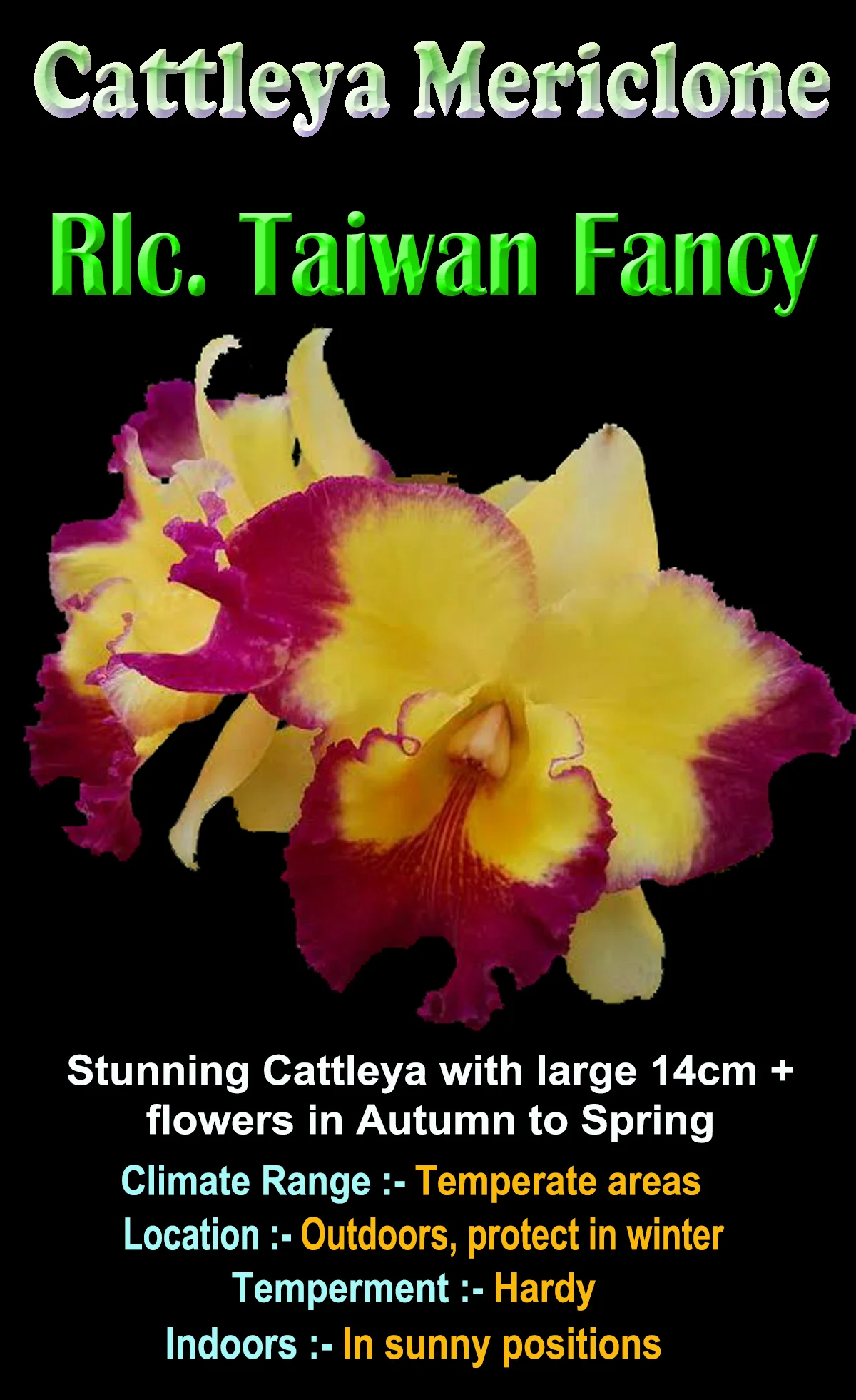 Cattleya Taiwan Fancy - Image 2