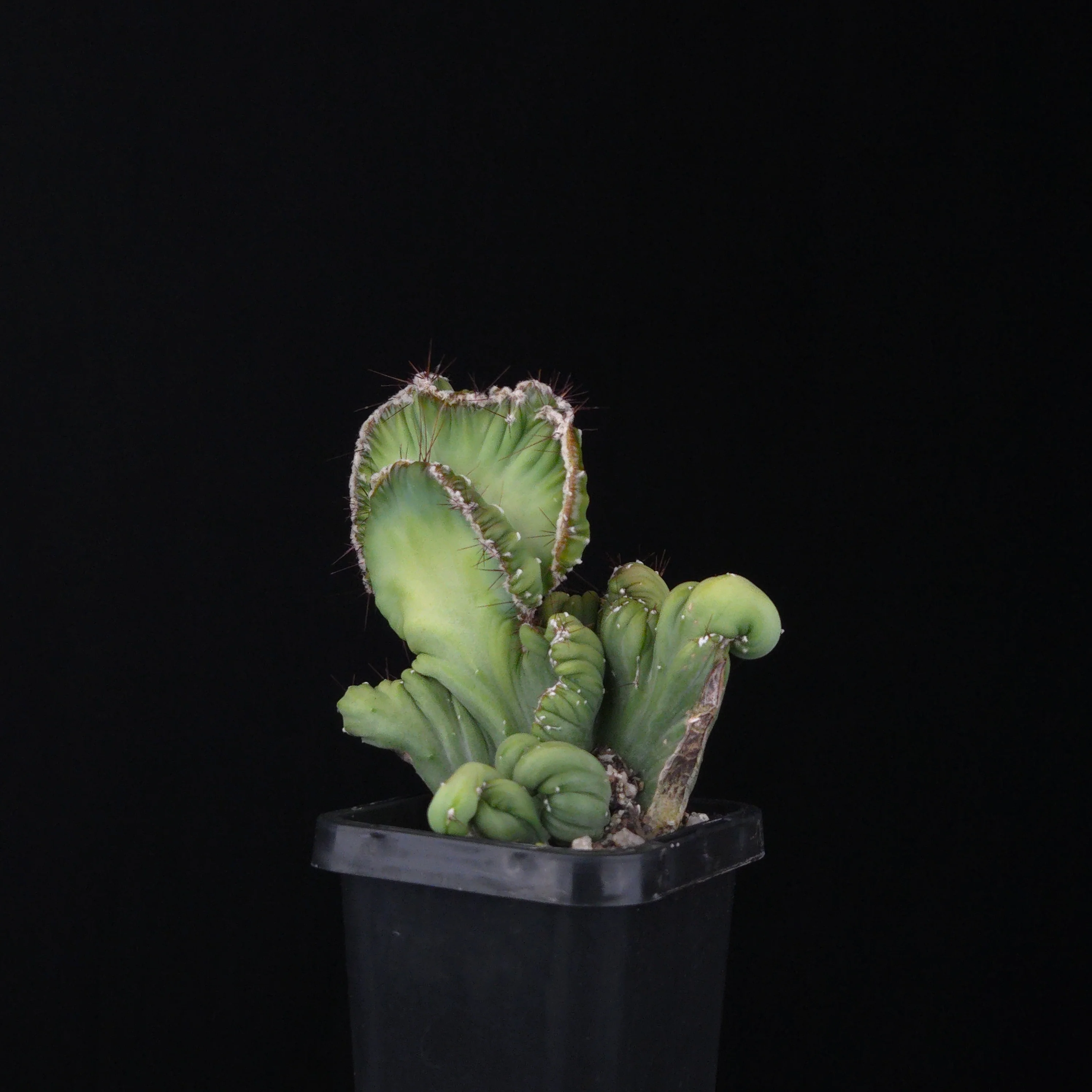 Cereus forbesii cristata (WA Prohibited) - Image 3