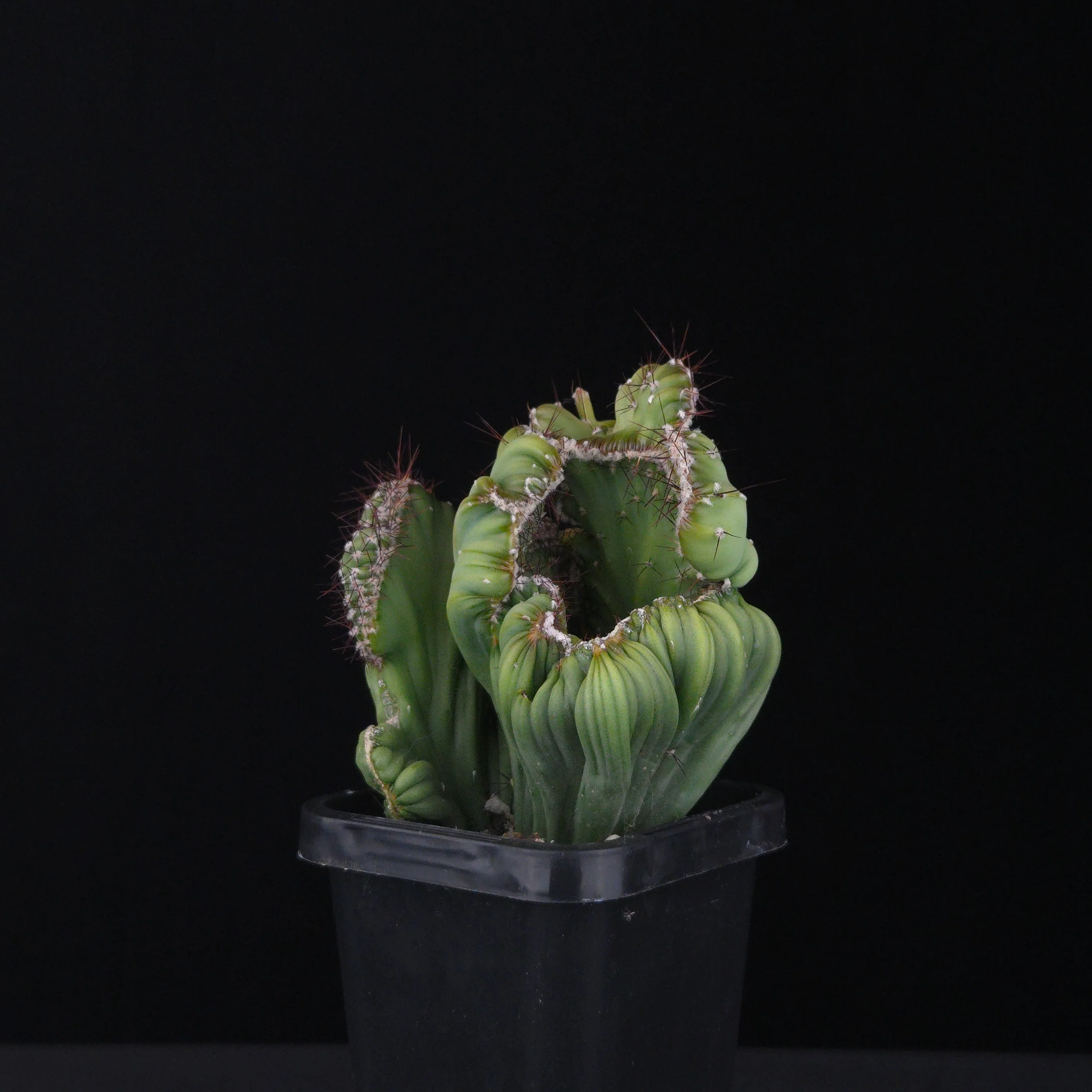 Cereus forbesii cristata (WA Prohibited) - Image 4