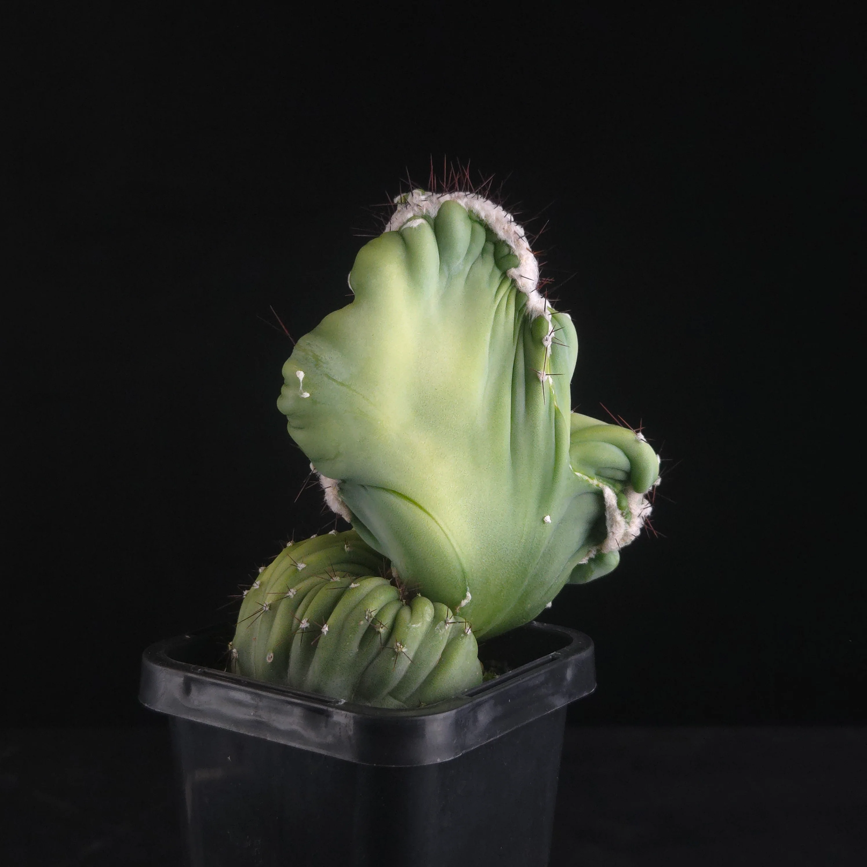 Cereus forbesii cristata (WA Prohibited) - Image 5