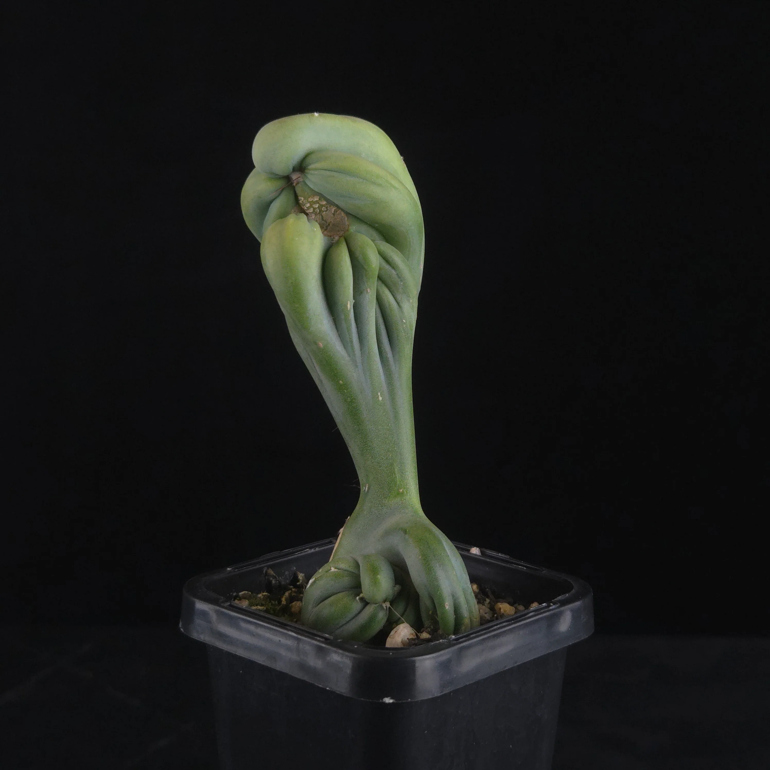 Cereus forbesii cristata (WA Prohibited) - Image 6