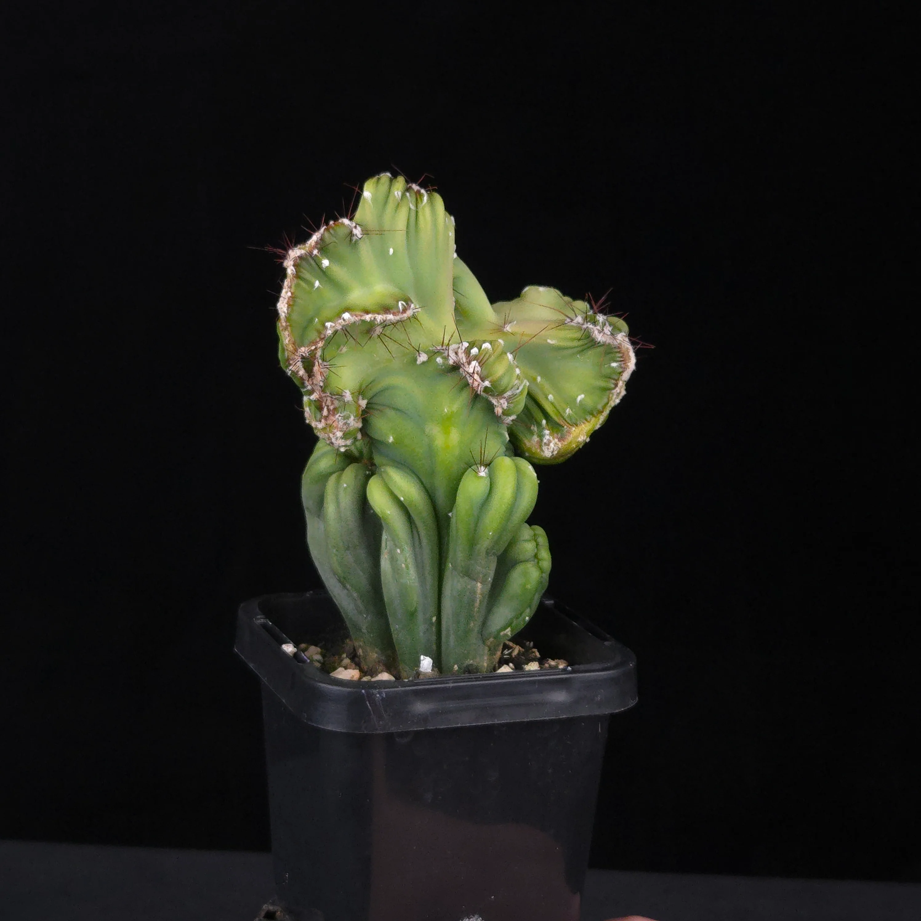 Cereus forbesii cristata (WA Prohibited) - Image 7