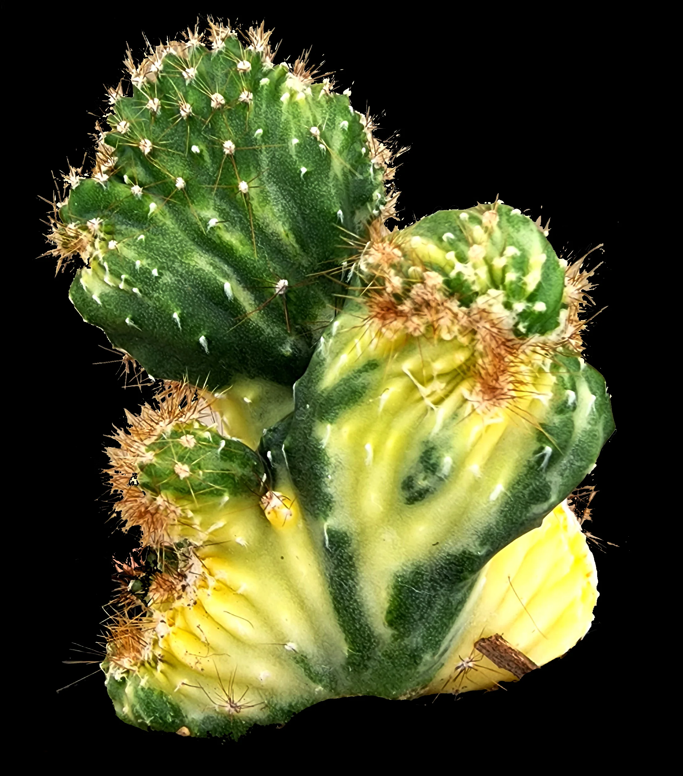 Cereus forbesii monstrose variegata (WA Prohibited)